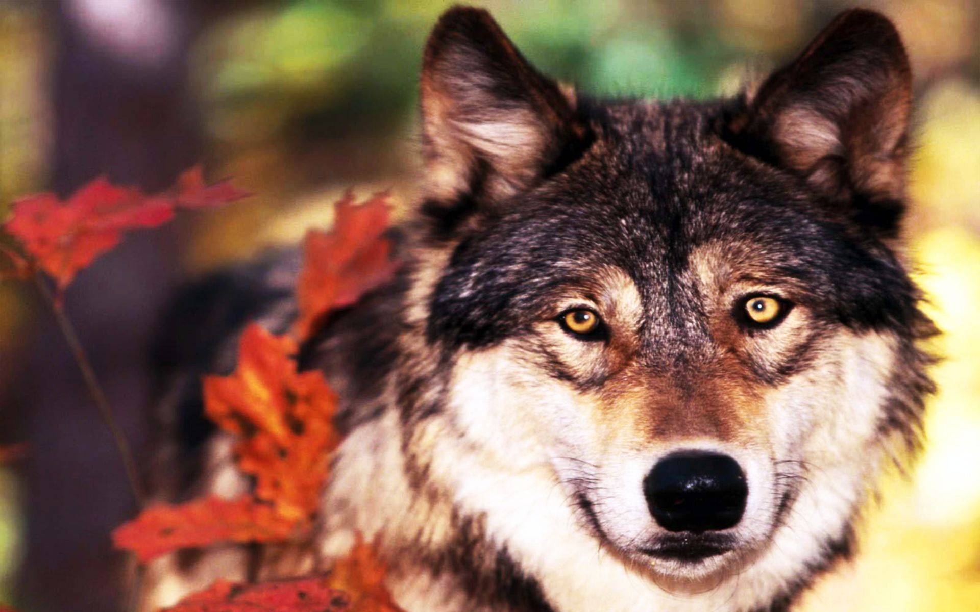 Обои листья, взгляд, осень, хищник, волк, leaves, look, autumn, predator, wolf разрешение 1920x1200 Загрузить