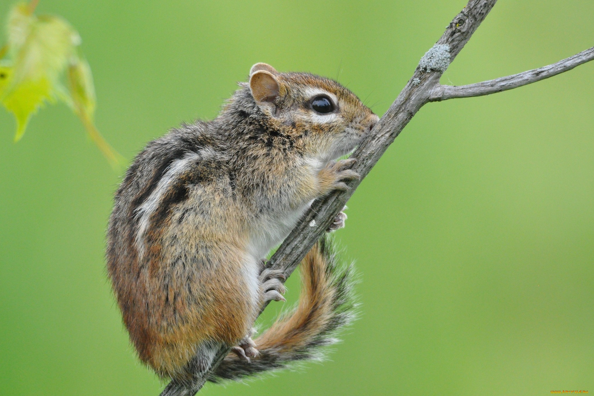 Обои ветка, фон, животное, бурундук, грызун, branch, background, animal, chipmunk, rodent разрешение 2048x1364 Загрузить