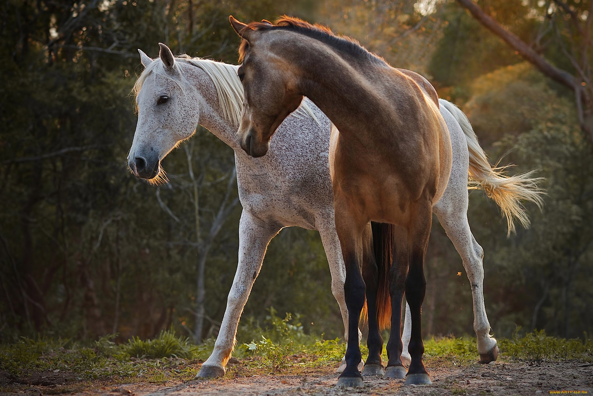 Обои природа, лучи, пара, лошади, окрас, nature, rays, pair, horse, color разрешение 2048x1369 Загрузить