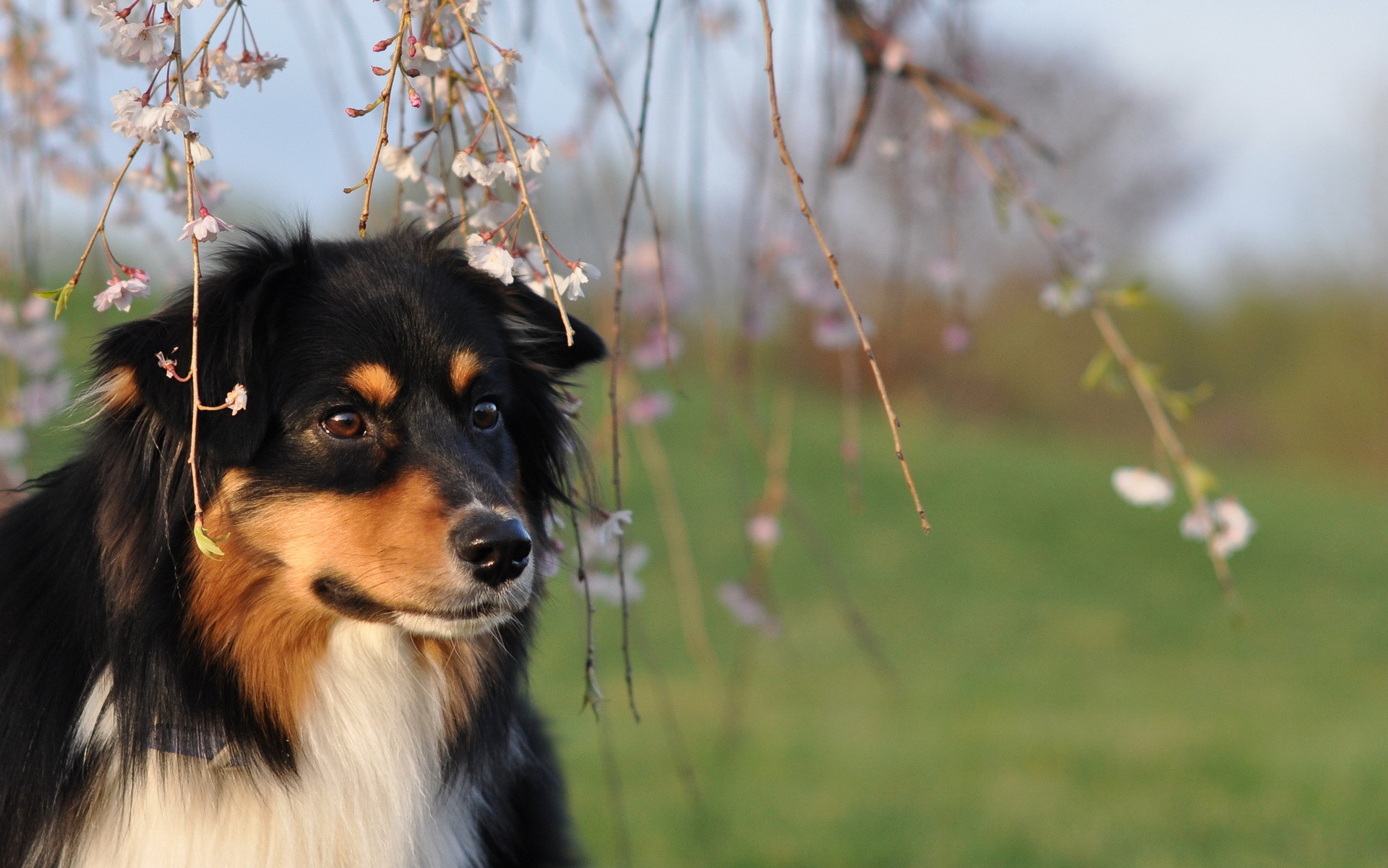 Обои цветение, взгляд, собака, весна, шелти, flowering, look, dog, spring, sheltie разрешение 1920x1200 Загрузить