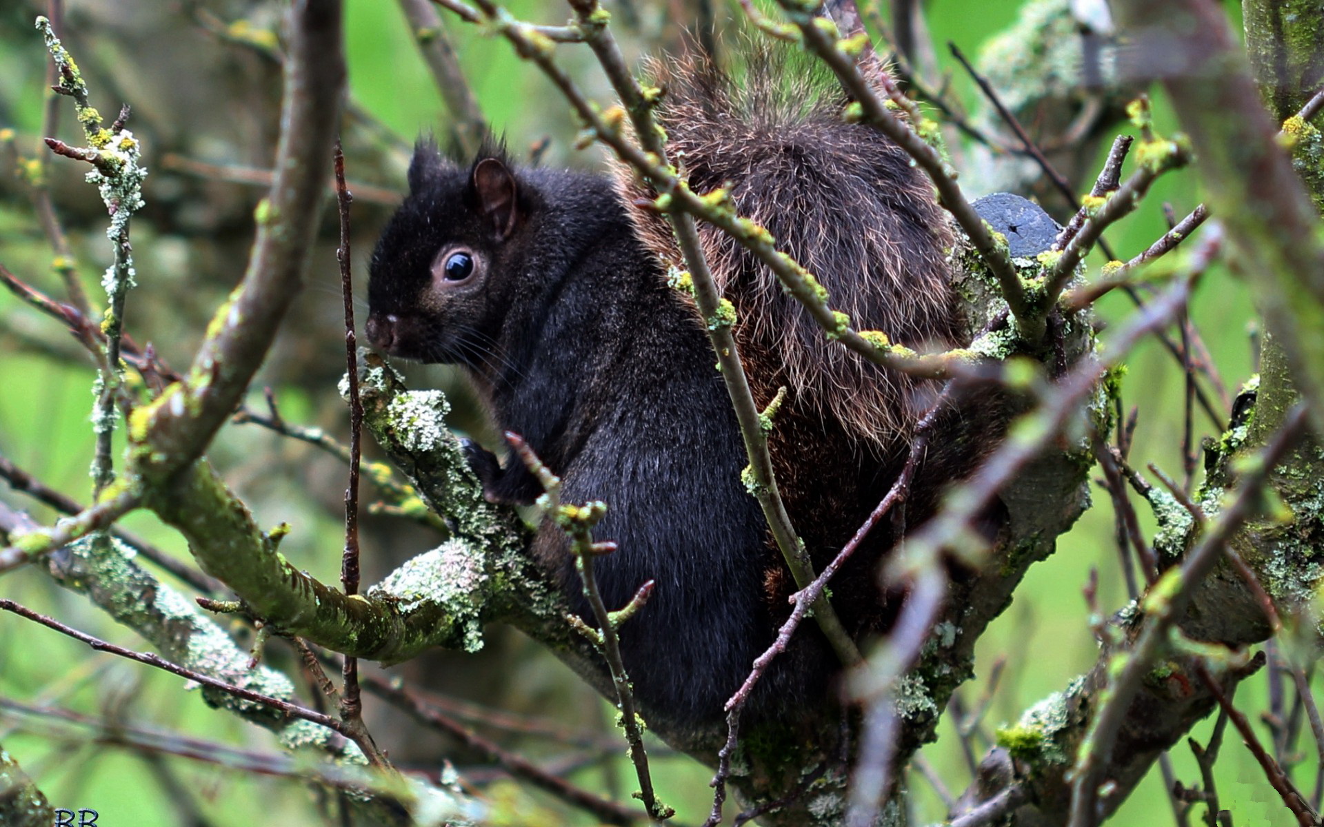 Обои дерево, животные, ветки, черная, белка, зверек, tree, animals, branches, black, protein, animal разрешение 1920x1200 Загрузить