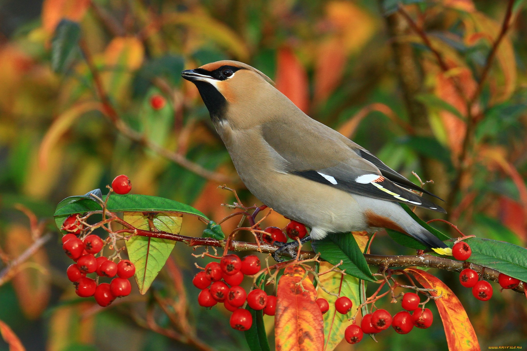 Обои ветка, птицы, ягоды, свиристель, branch, birds, berries, the waxwing разрешение 2048x1366 Загрузить