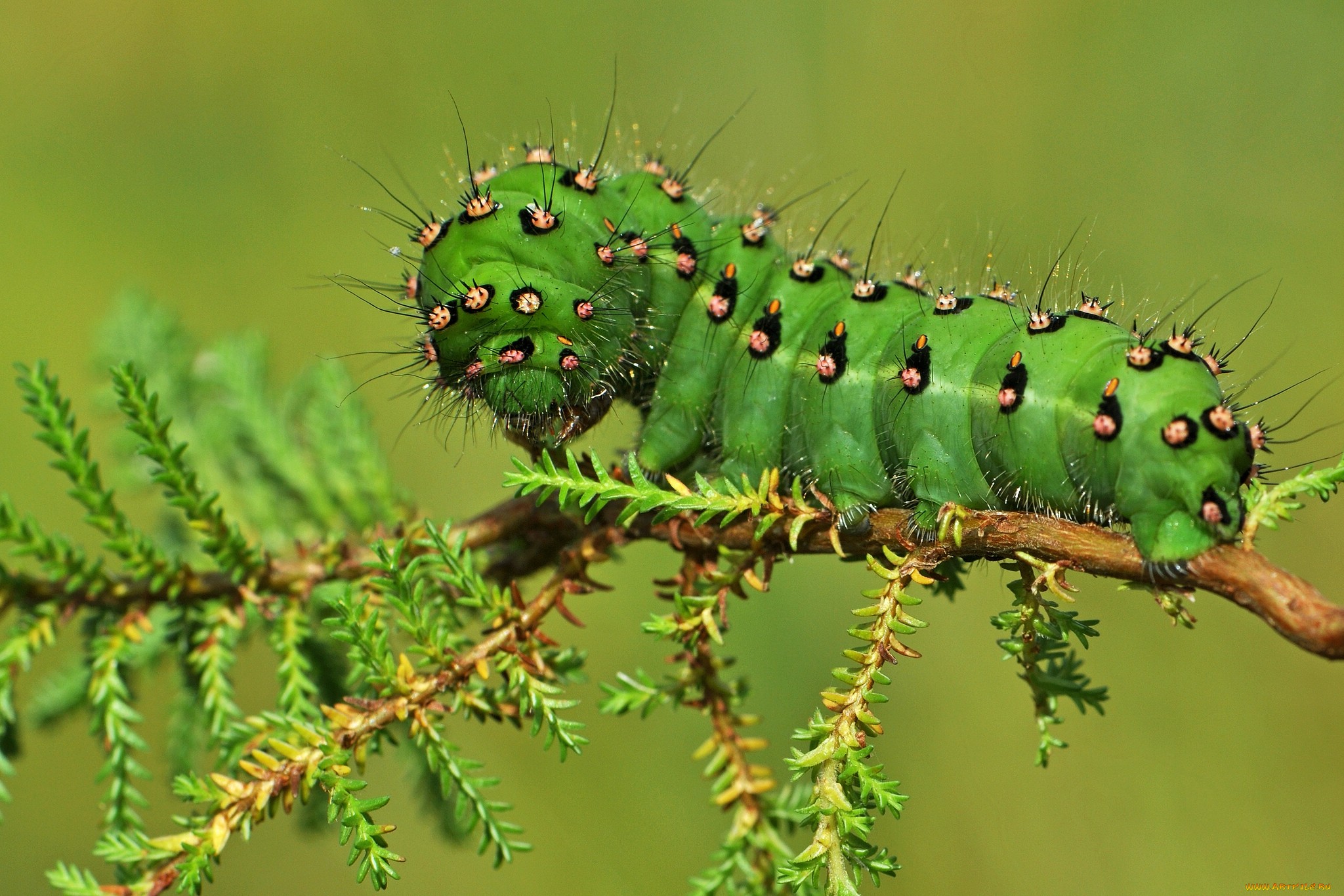 Обои макро, насекомые, растение, гусеница, macro, insects, plant, caterpillar разрешение 2048x1365 Загрузить