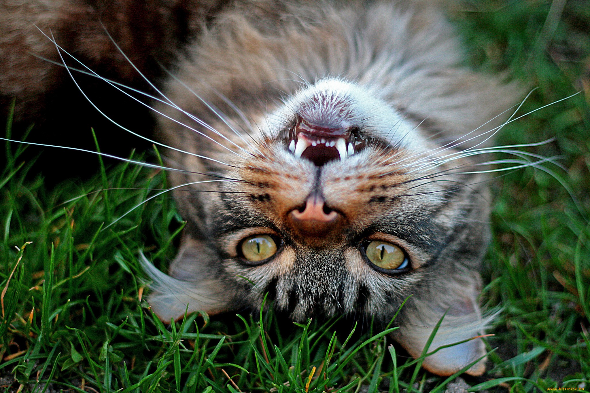 Обои трава, кот, усы, кошка, взгляд, зубы, grass, cat, mustache, look, teeth разрешение 2048x1365 Загрузить