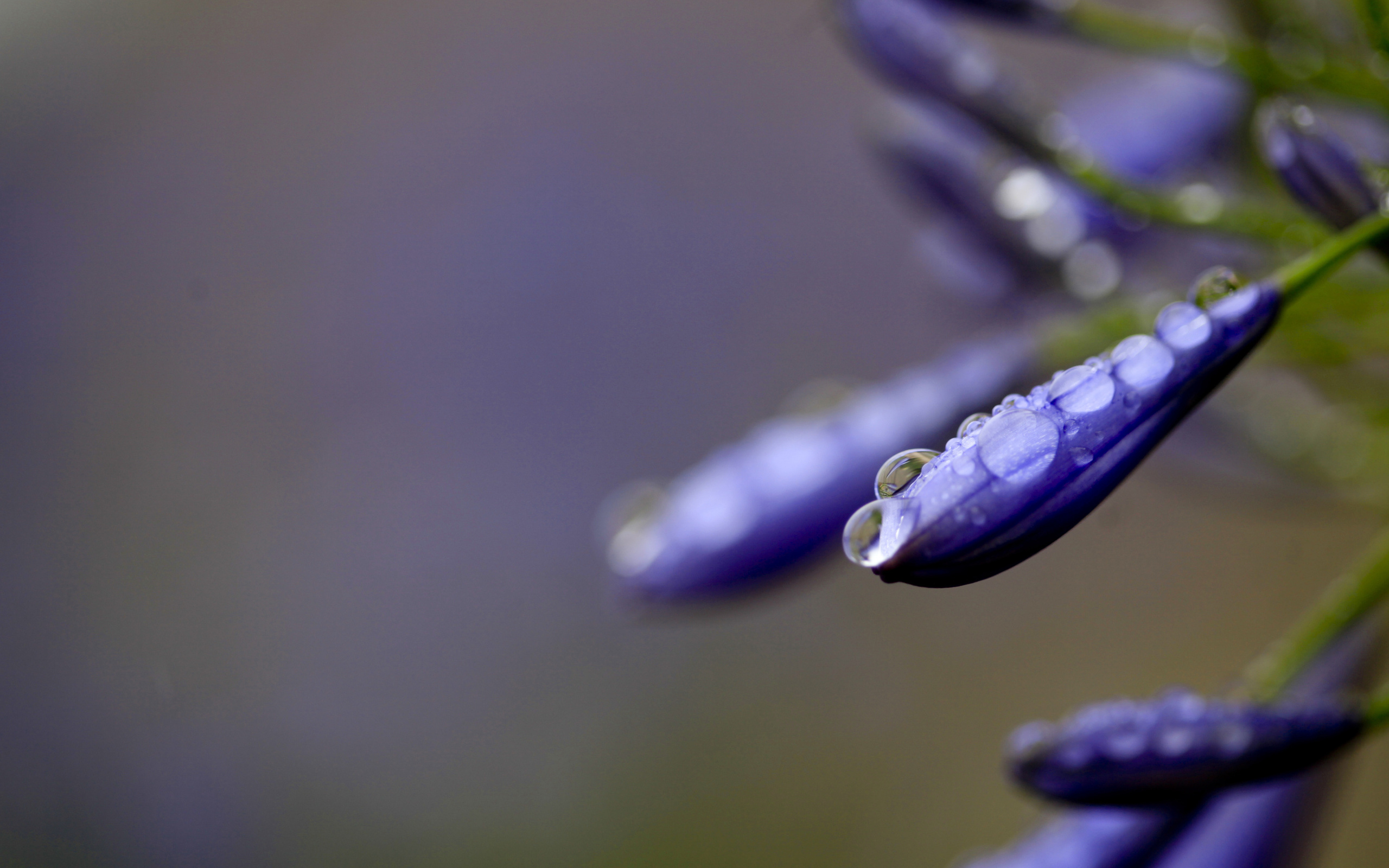 Обои вода, макро, цветок, капли, water, macro, flower, drops разрешение 2560x1600 Загрузить