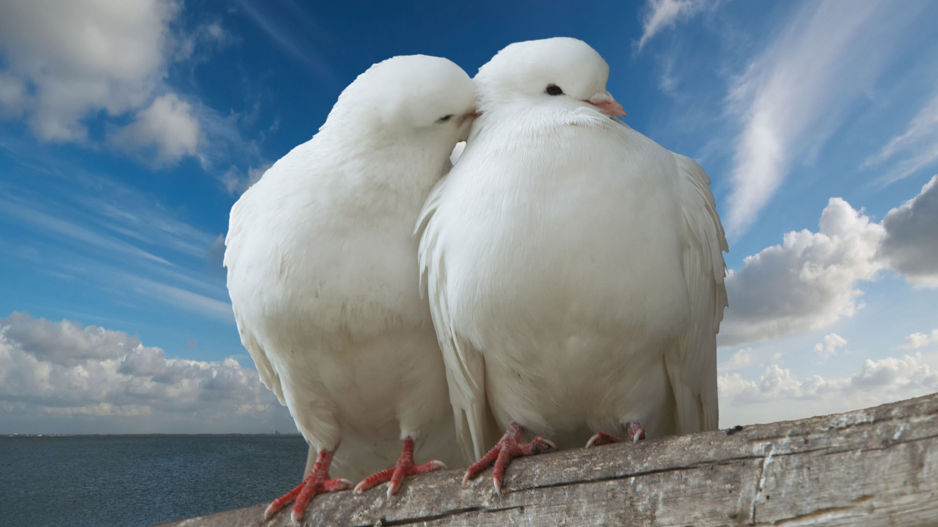 Обои небо, птицы, белые, объятия, голуби, два белых голубя, the sky, birds, white, hugs, pigeons, two snow-white doves разрешение 1920x1080 Загрузить