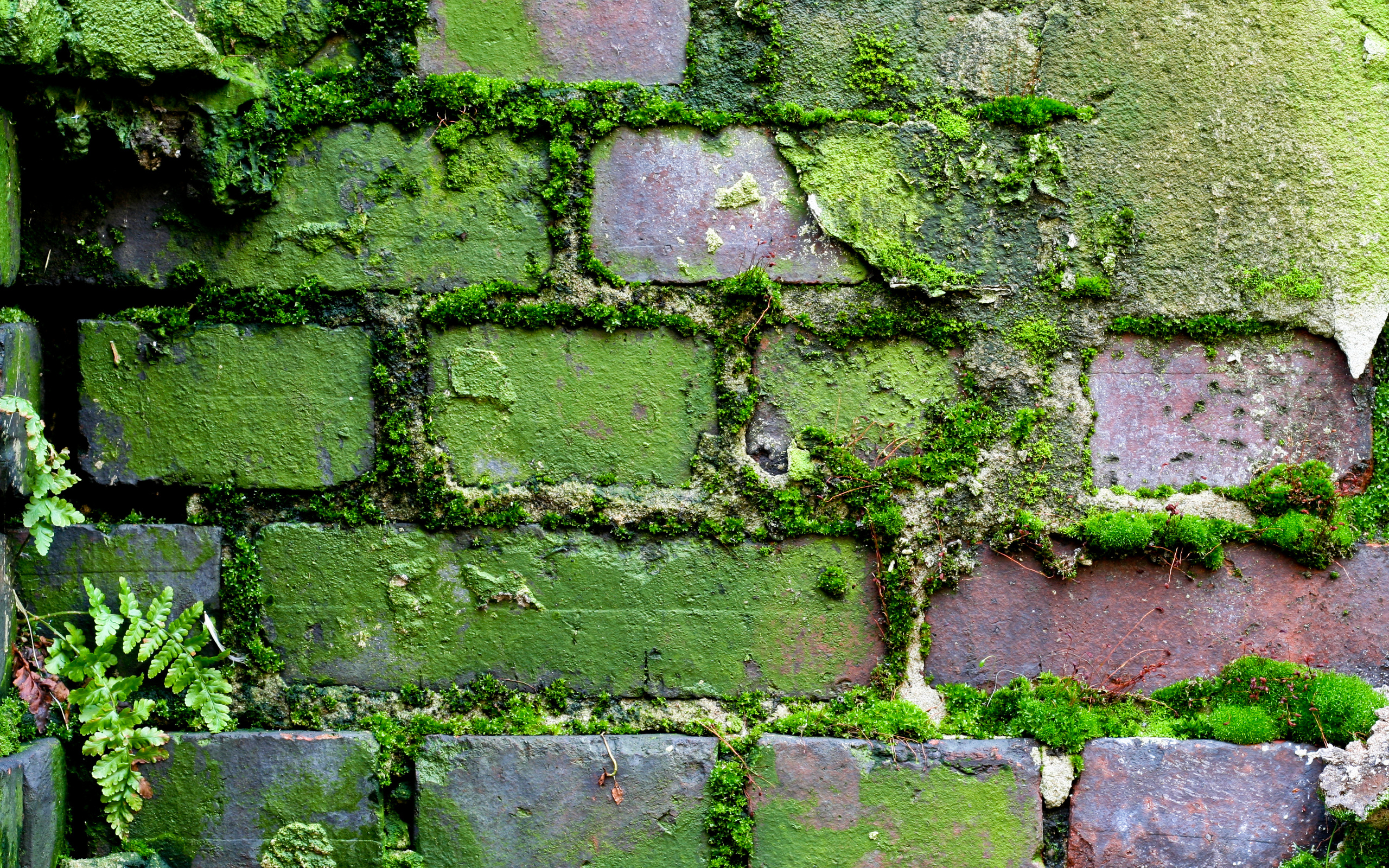 Обои узор, стена, мох, кирпич, кирпичная стена, moss (узор, мох), pattern, wall, moss, brick, brick wall, moss (pattern, moss) разрешение 2560x1600 Загрузить