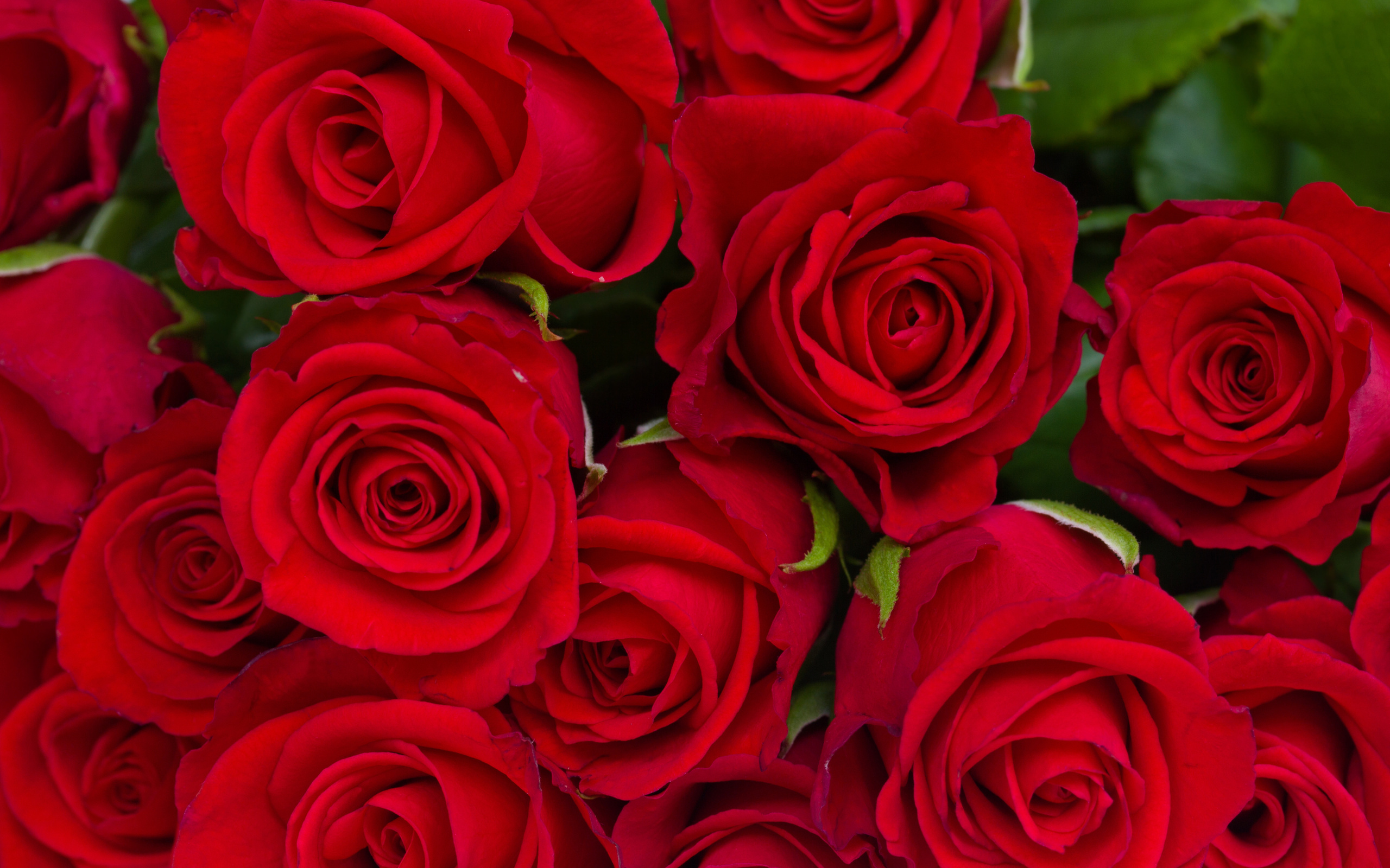 Обои цветы, бутоны, розы, красные, букет, flowers, buds, roses, red, bouquet разрешение 2560x1600 Загрузить
