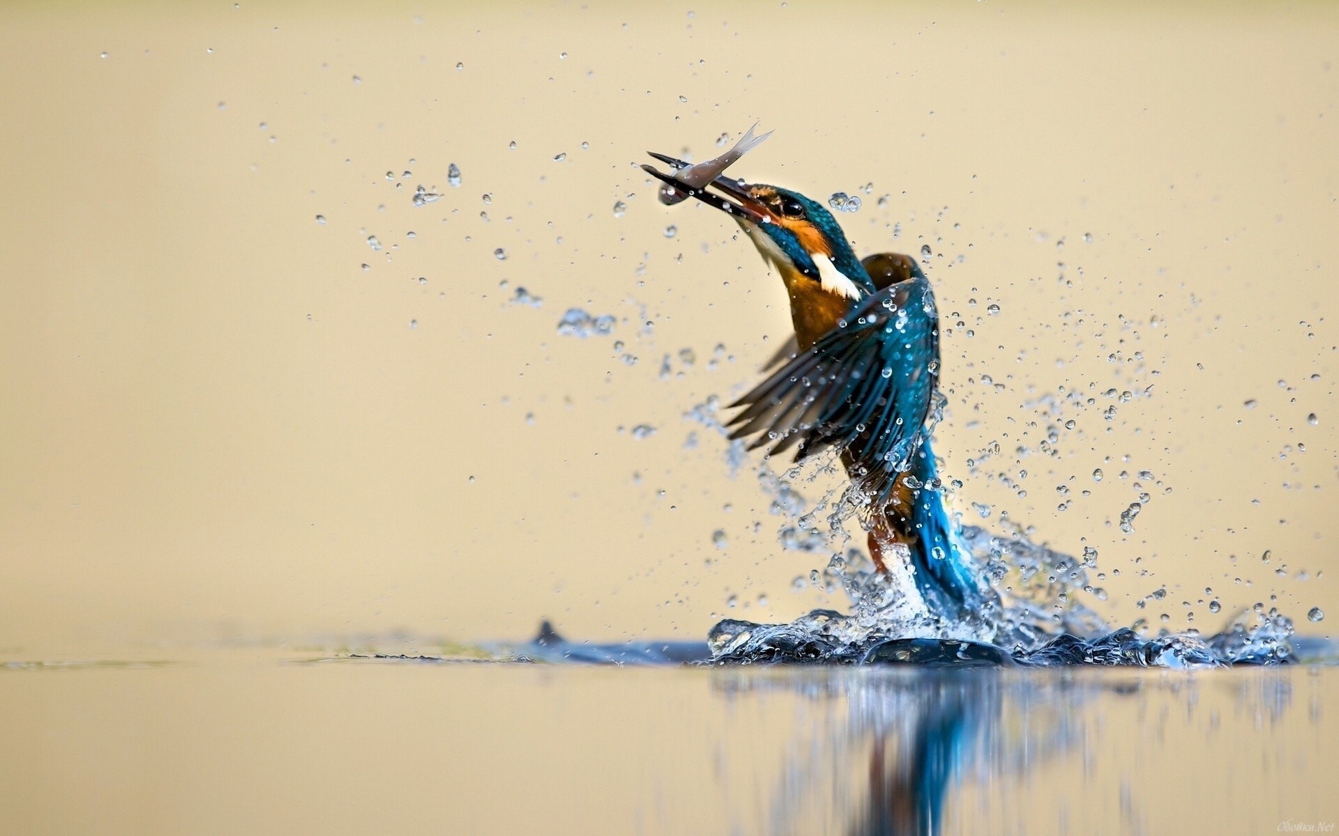 Обои птица, охота, зимородок, bird, hunting, kingfisher разрешение 1920x1200 Загрузить