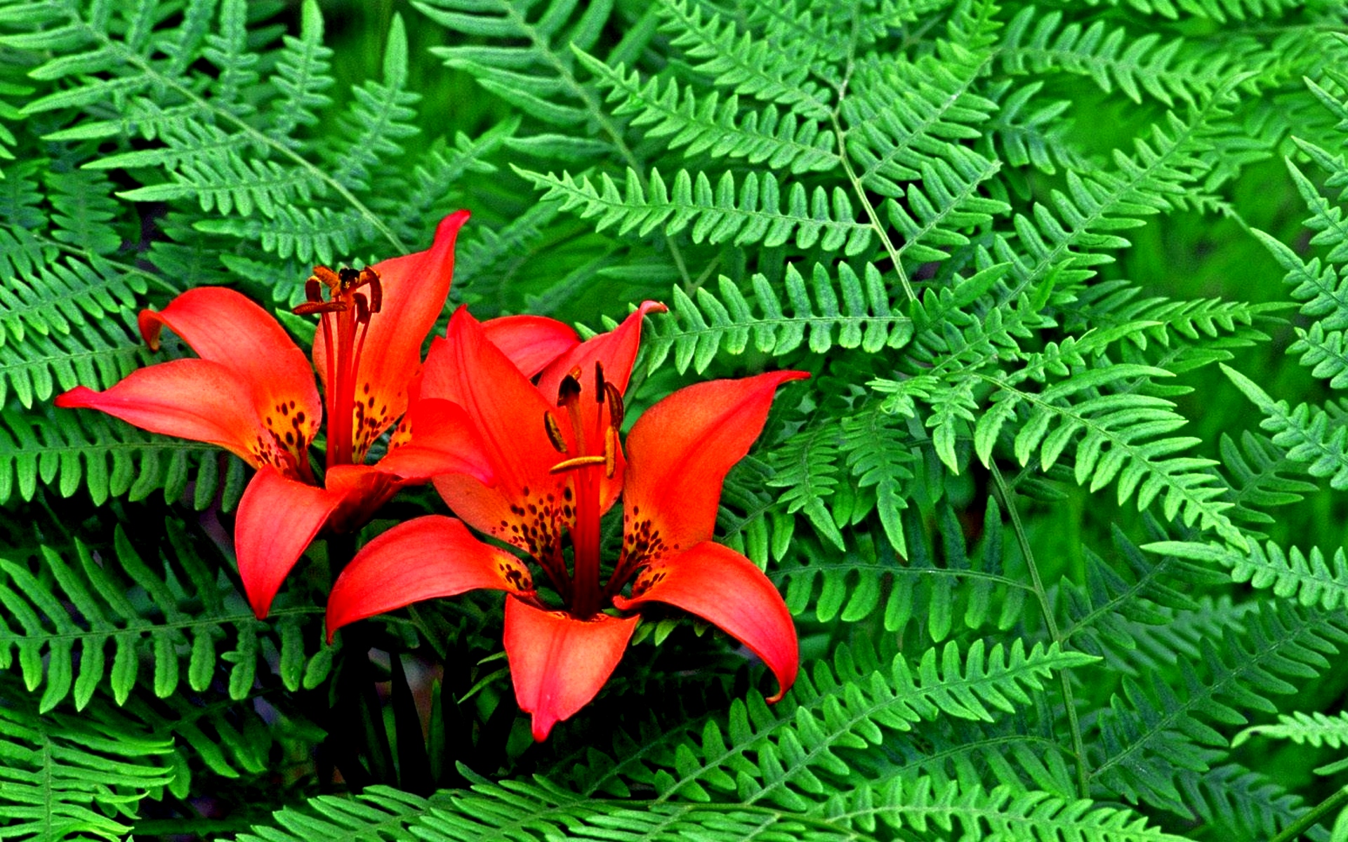 Обои цветы, листва, красные, сад, лилии, папоротник, flowers, foliage, red, garden, lily, fern разрешение 1920x1200 Загрузить