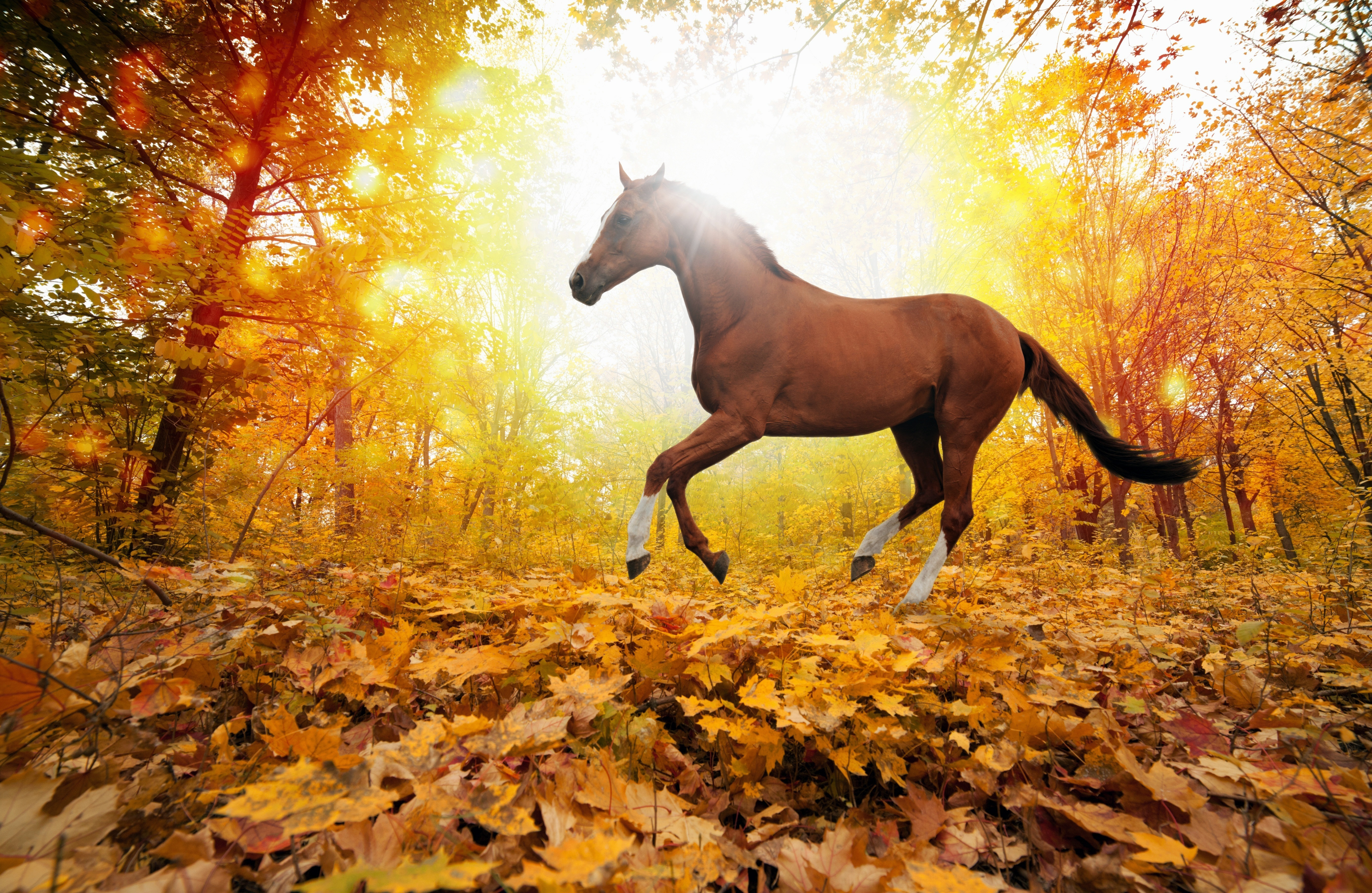 Обои лошадь, деревья, природа, листья, осень, horse, trees, nature, leaves, autumn разрешение 5560x3620 Загрузить