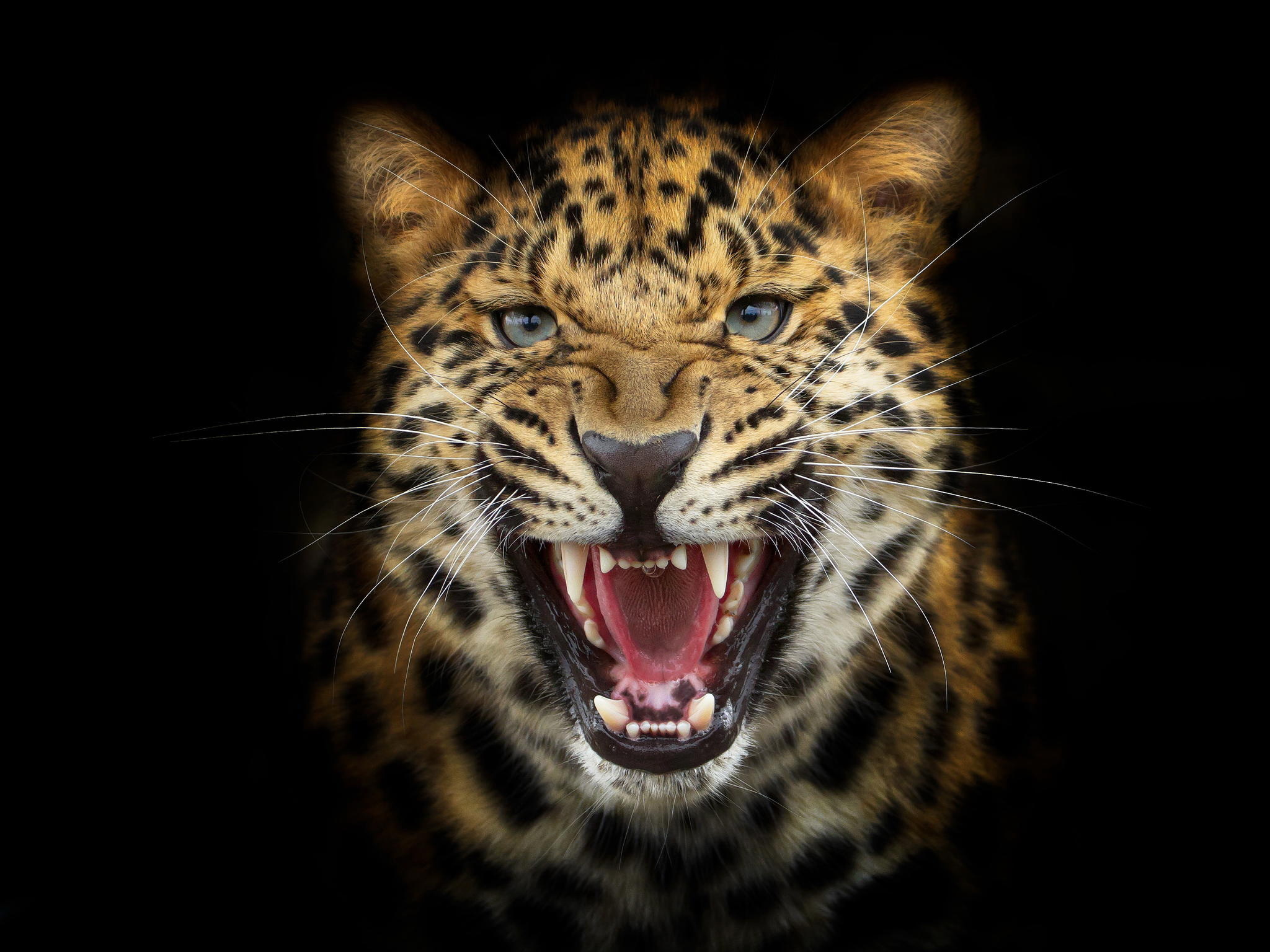 Обои морда, фон, взгляд, леопард, хищник, черный фон, оскал, рычание, face, background, look, leopard, predator, black background, grin, growl разрешение 2048x1536 Загрузить