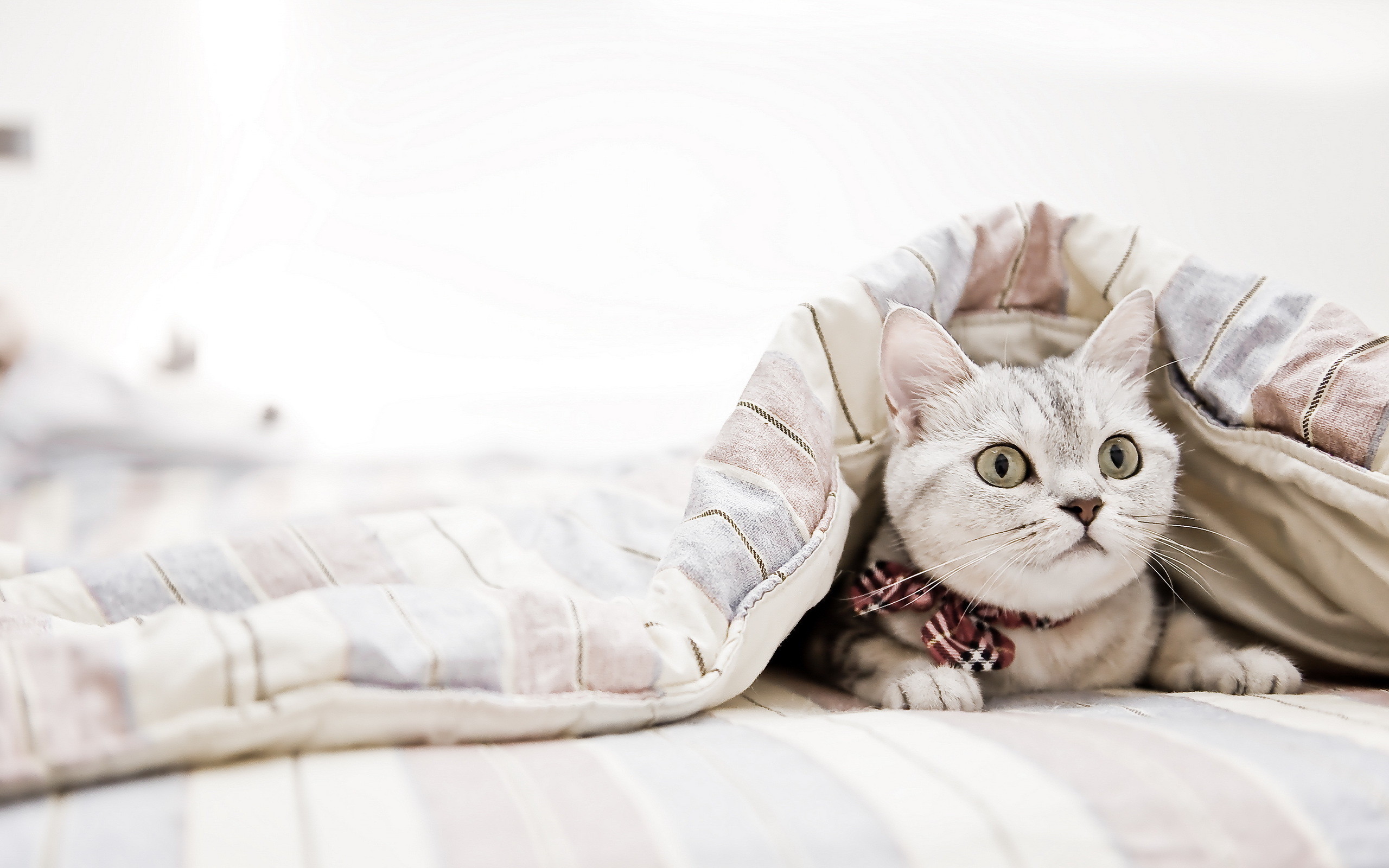 Обои кот, кошка, взгляд, одеяло, cat, look, blanket разрешение 2560x1600 Загрузить