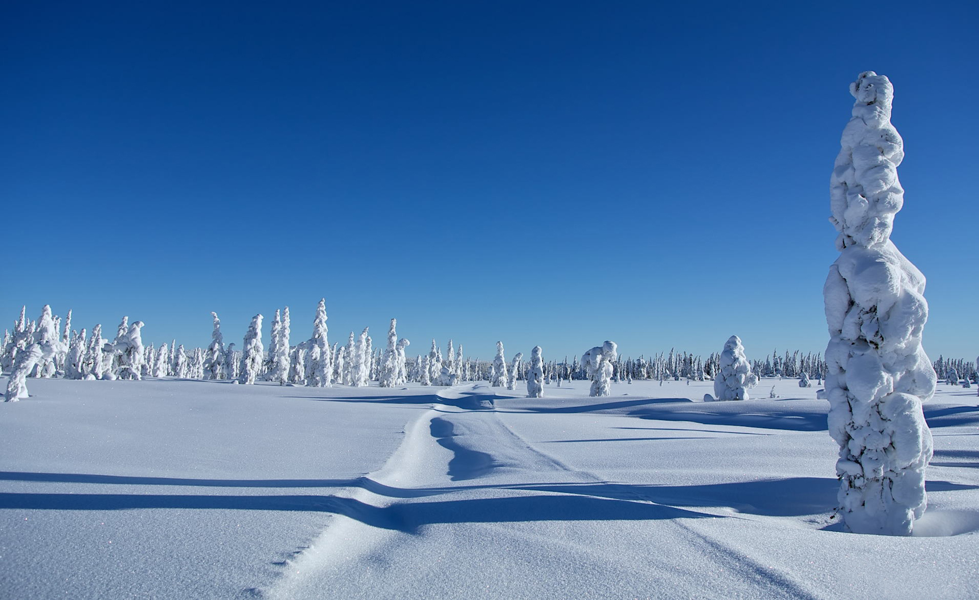 Обои деревья, снег, зима, сугробы, trees, snow, winter, the snow разрешение 1920x1177 Загрузить