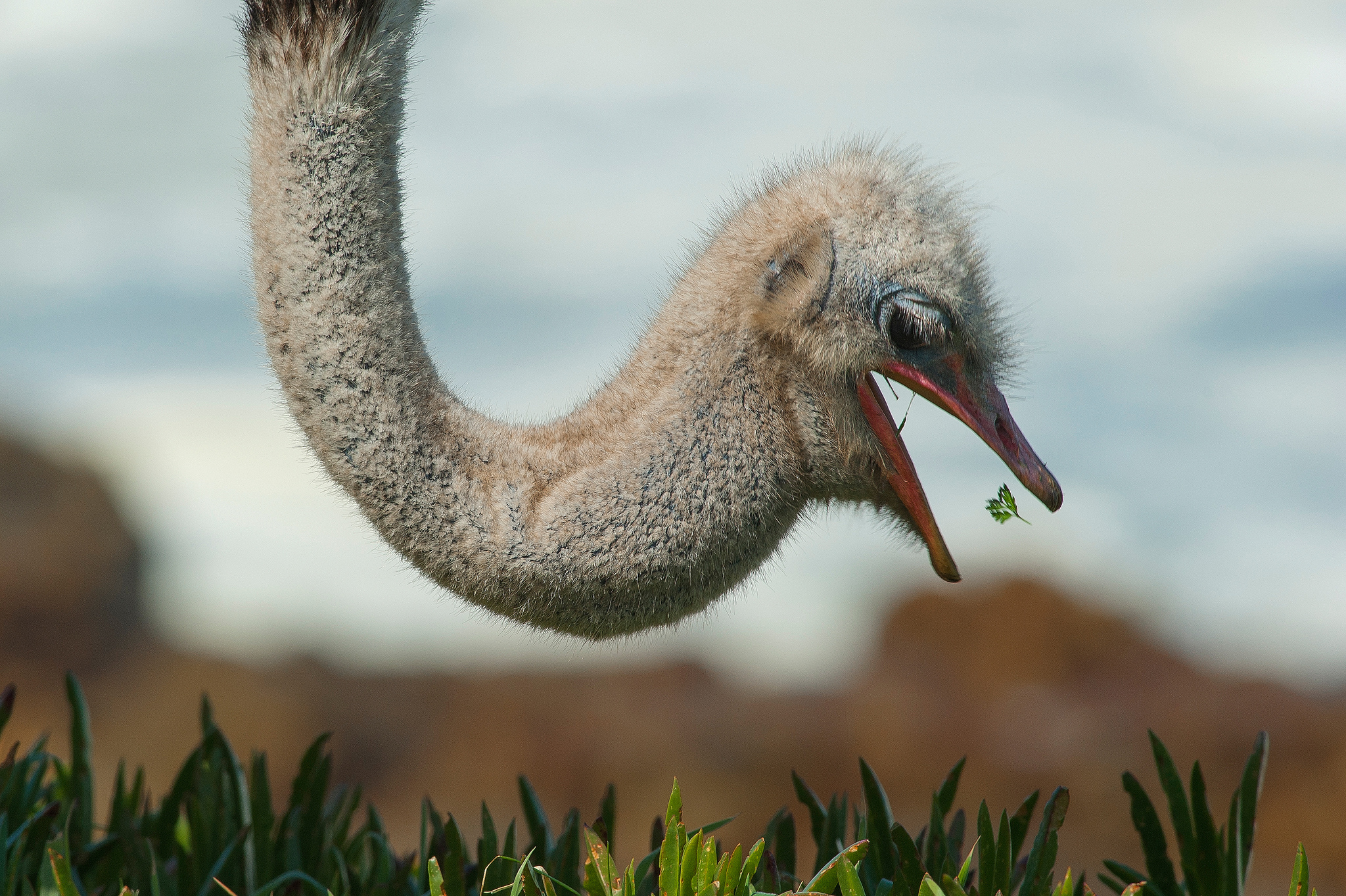 Обои природа, птица, страус, nature, bird, ostrich разрешение 2048x1363 Загрузить