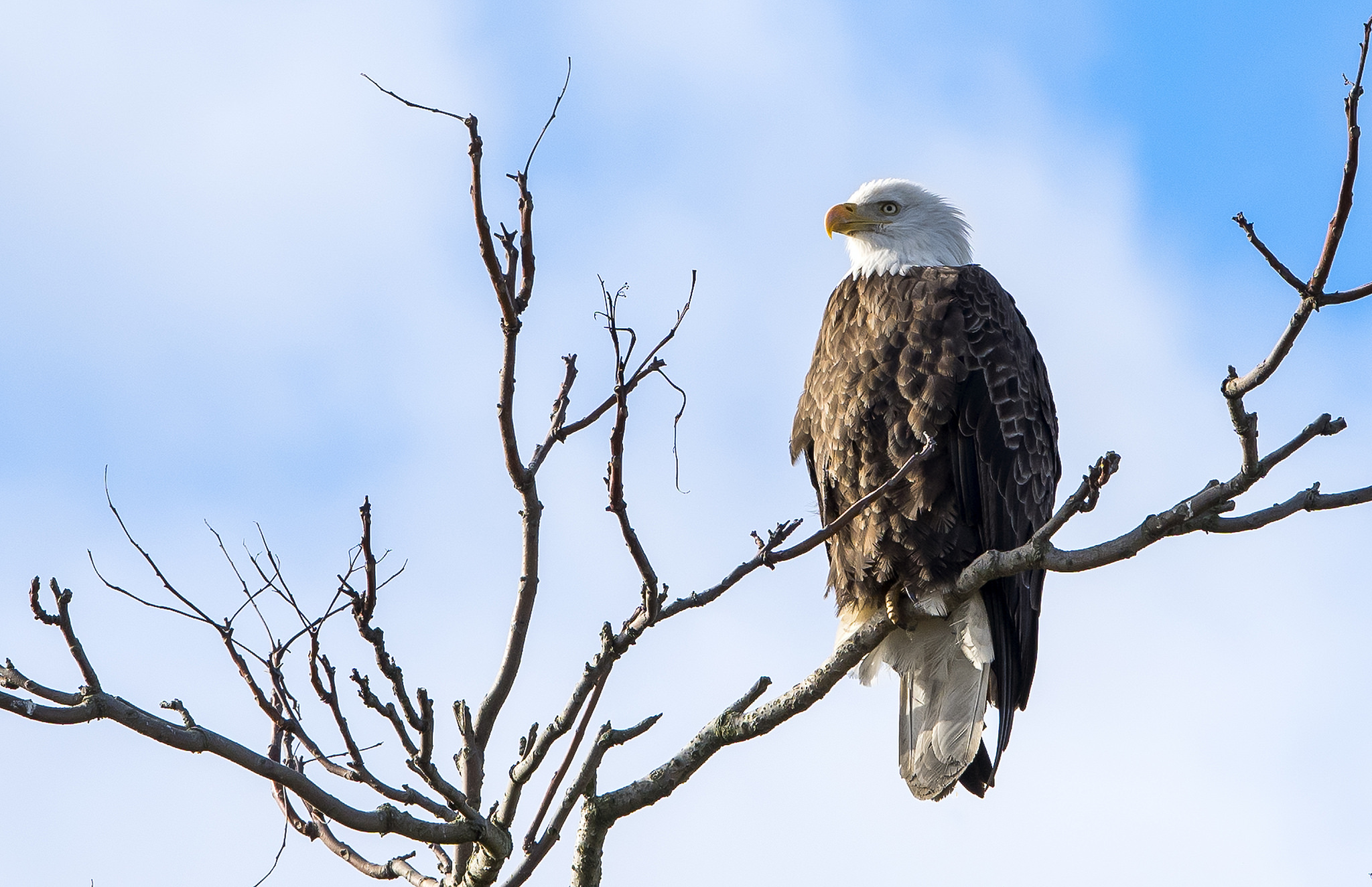 Обои природа, хищник, птица, белоголовый орлан, nature, predator, bird, bald eagle разрешение 2048x1325 Загрузить