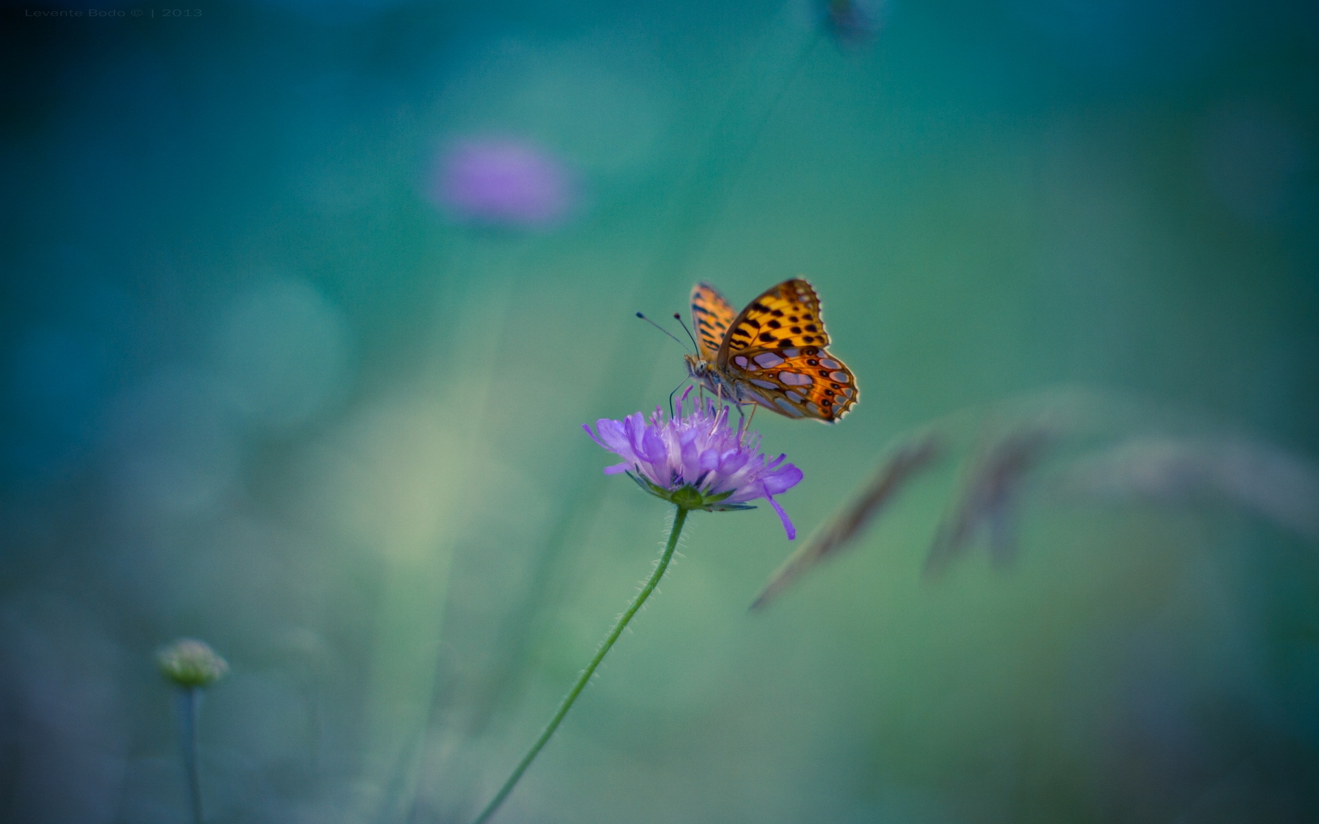 Обои цветок, бабочка, насекомые, размытость. фон, flower, butterfly, insects, blur. background разрешение 1920x1200 Загрузить