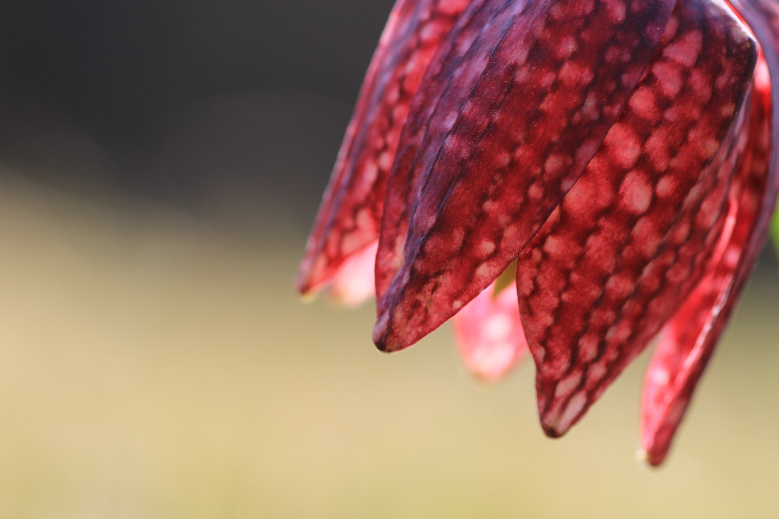 Обои макро, фон, цветок, рябчик шахматный, macro, background, flower, grouse chess разрешение 2560x1707 Загрузить