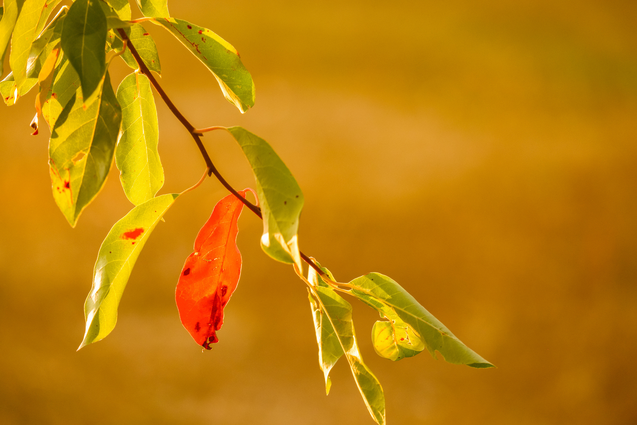Обои ветка, природа, листья, фон, осень, branch, nature, leaves, background, autumn разрешение 2048x1365 Загрузить