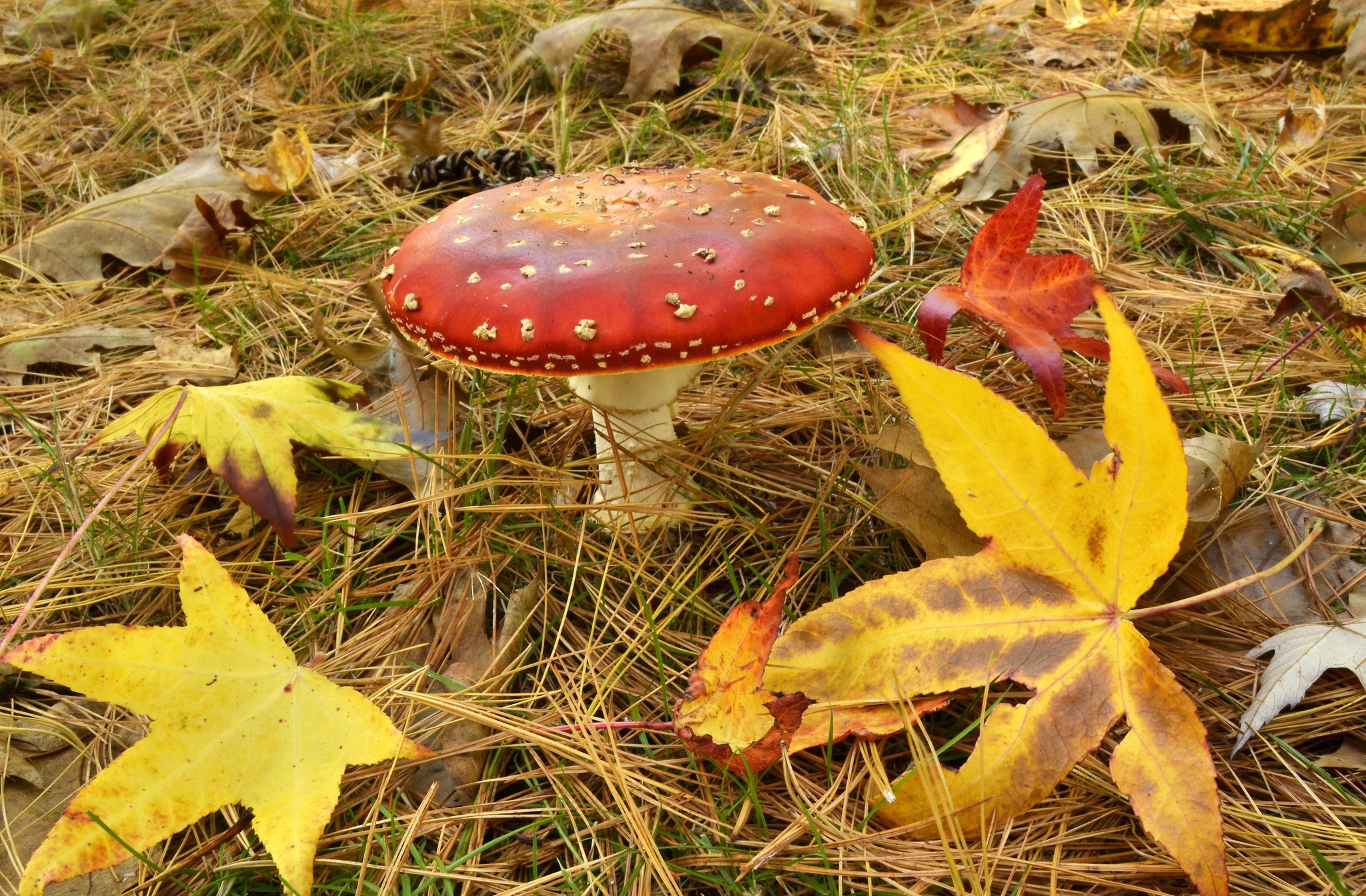 Осенние листья и грибы