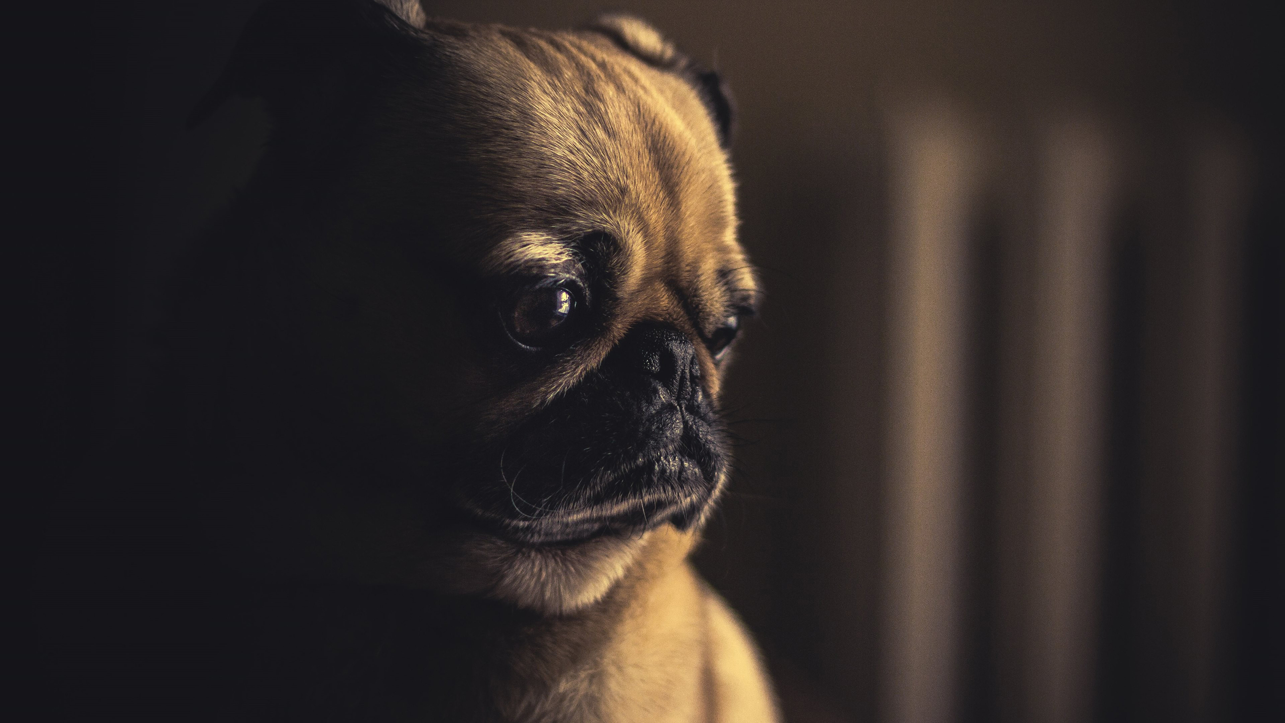 Обои фон, мордочка, взгляд, собака, мопс, background, muzzle, look, dog, pug разрешение 2560x1440 Загрузить