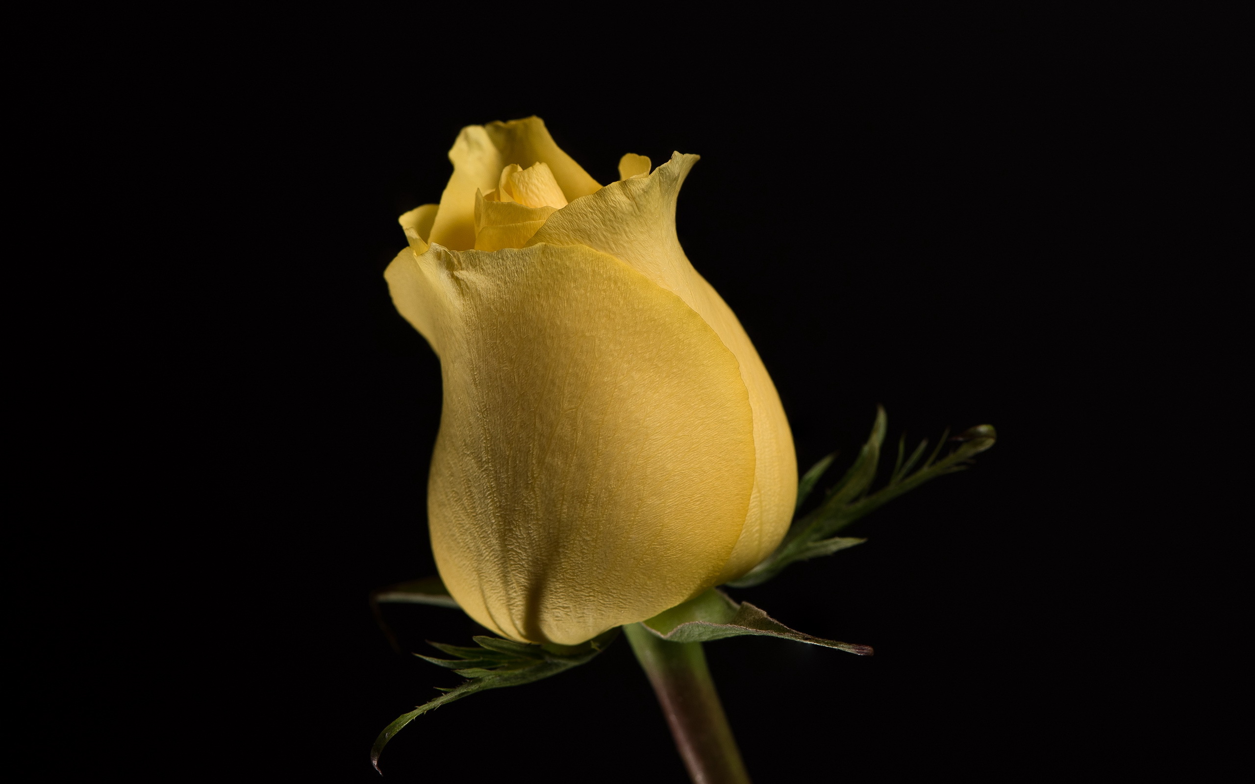 Желтая роза на черном фоне