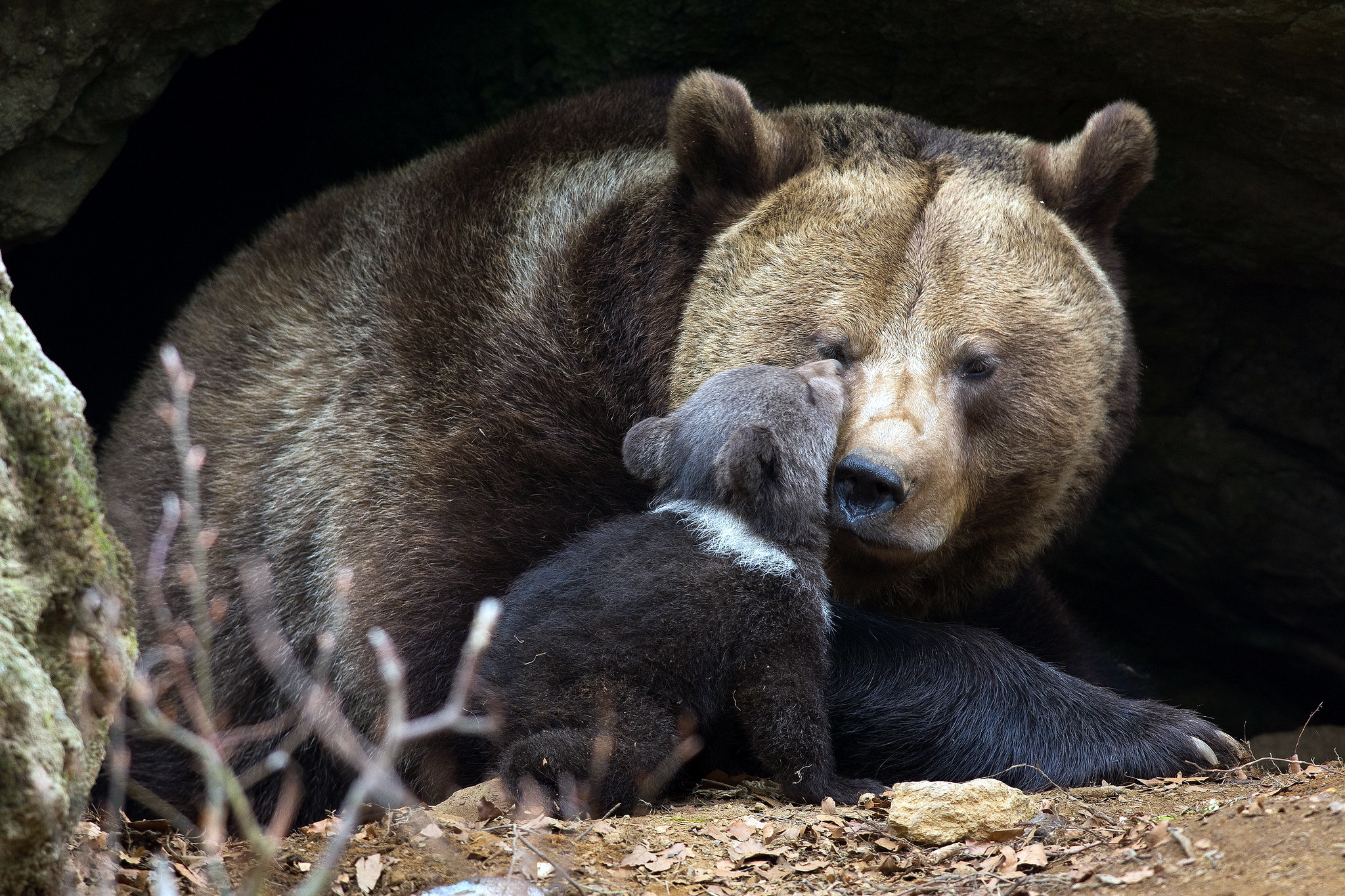 Обои природа, фон, медведи, медвежонок, медведица, nature, background, bears, bear разрешение 2048x1365 Загрузить