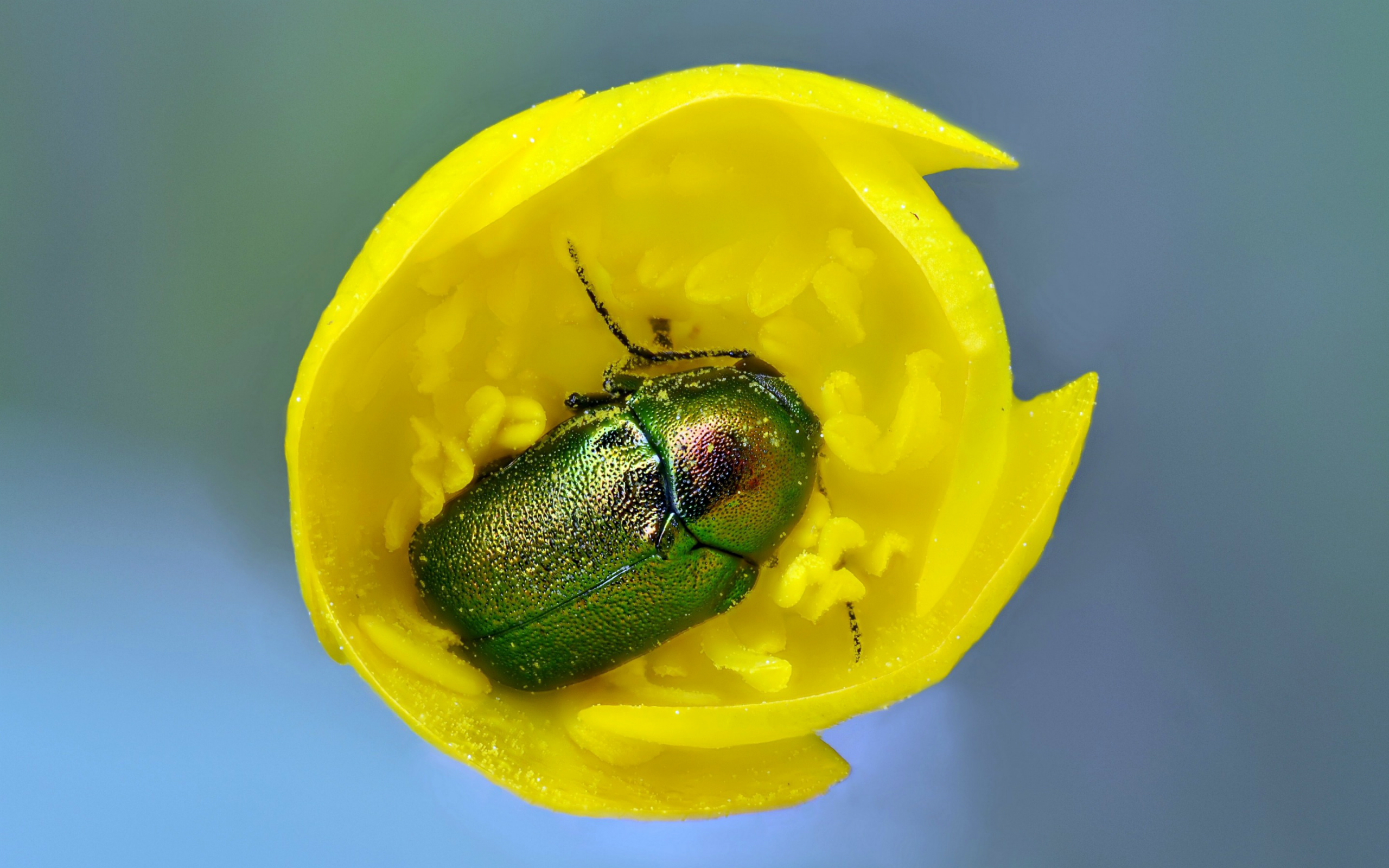 Обои желтый, жук, макро, насекомое, цветок, тюльпан, майский жук, yellow, beetle, macro, insect, flower, tulip, chafer разрешение 2560x1600 Загрузить