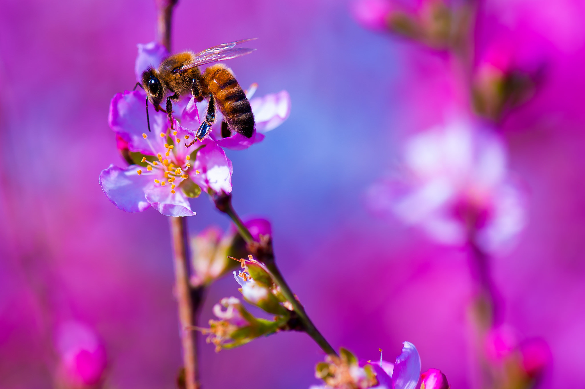 Обои цветы, макро, насекомое, фон, пчела, flowers, macro, insect, background, bee разрешение 2048x1363 Загрузить