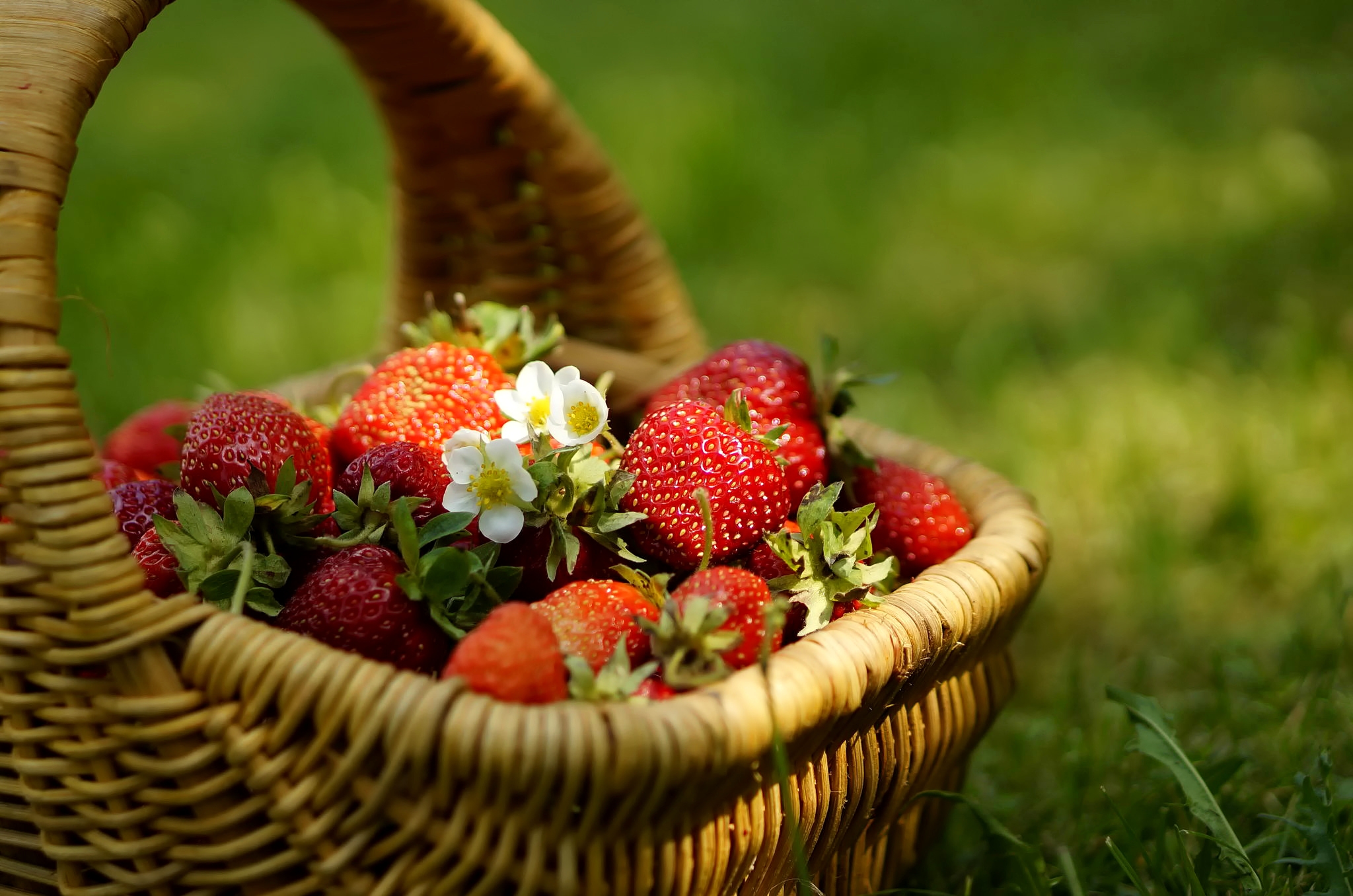 Обои цветы, трава, клубника, ягоды, корзинка, flowers, grass, strawberry, berries, basket разрешение 2048x1356 Загрузить