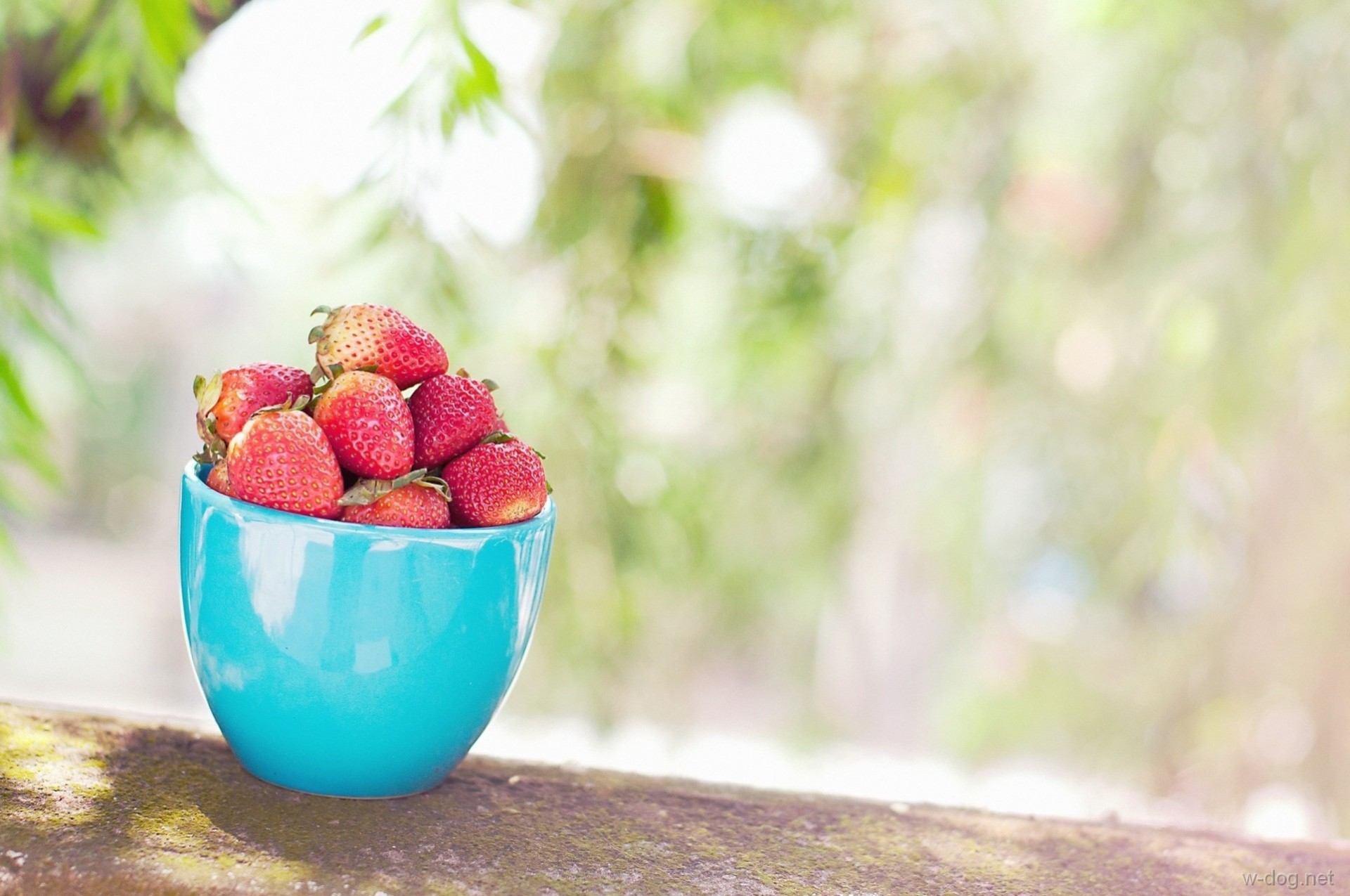 Обои листья, фон, клубника, размытость, ягоды, чашка, голубая, leaves, background, strawberry, blur, berries, cup, blue разрешение 1920x1275 Загрузить