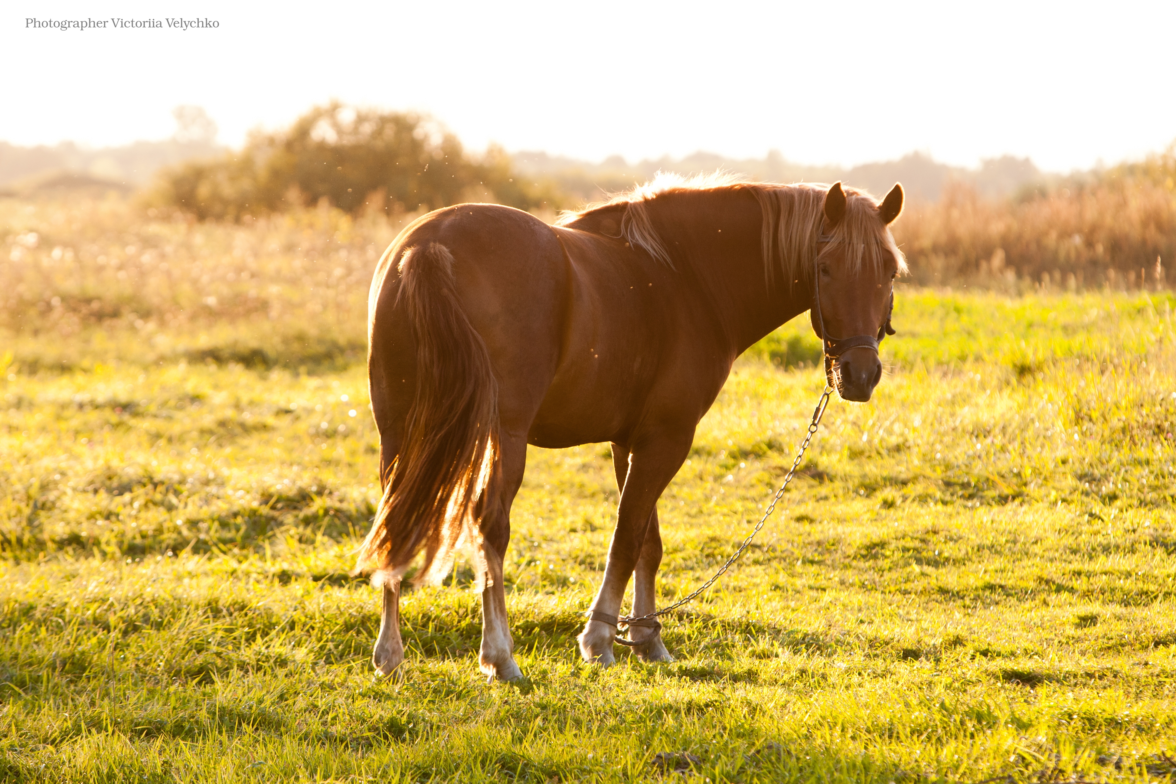 Обои лошадь, трава, солнце, лето, пастбище, конь, hourse, horse, grass, the sun, summer, pasture разрешение 3888x2592 Загрузить