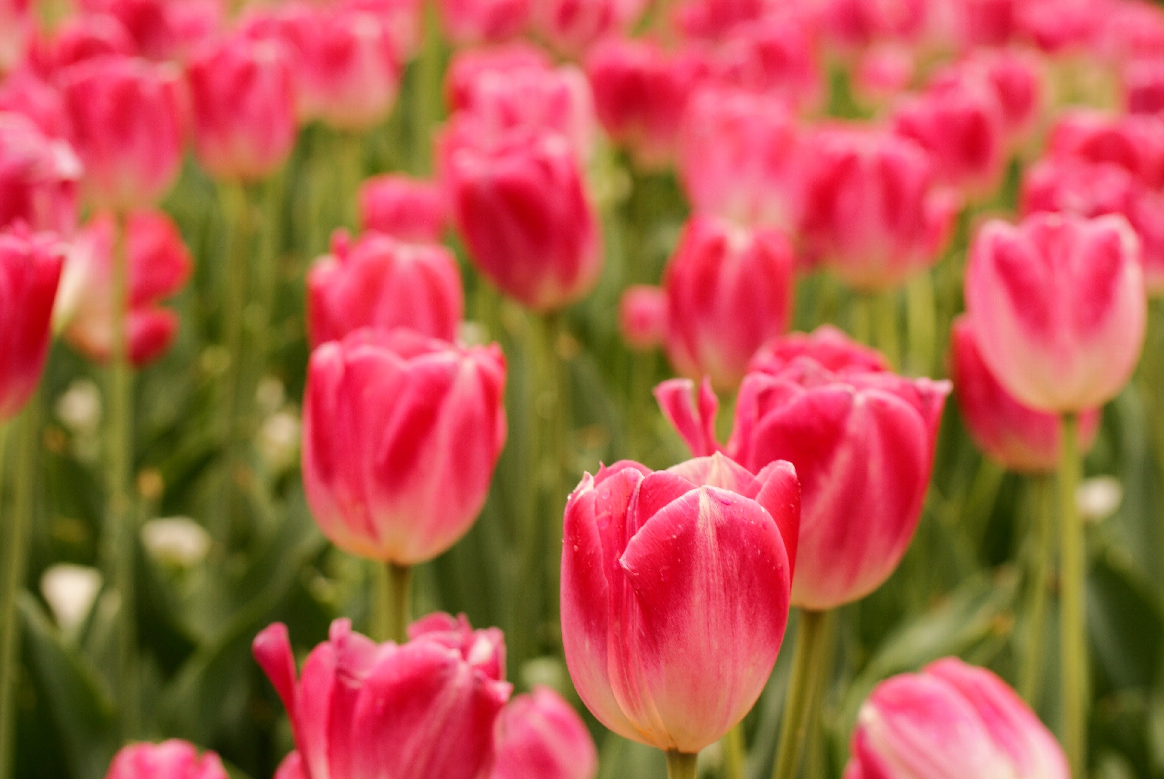 Обои цветы, поле, весна, тюльпаны, flowers, field, spring, tulips разрешение 3872x2592 Загрузить