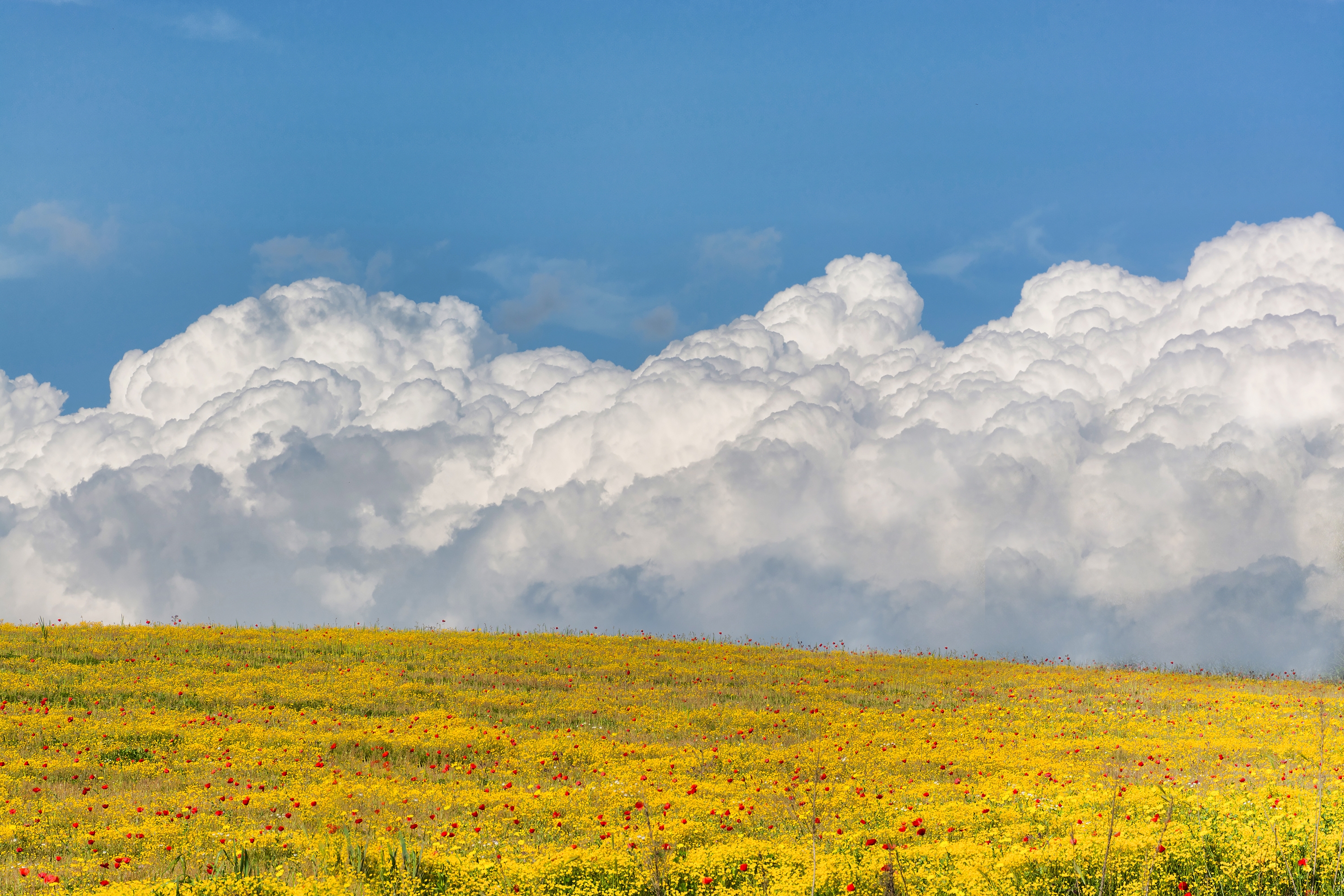 Обои небо, цветы, облака, поле, the sky, flowers, clouds, field разрешение 3000x2000 Загрузить