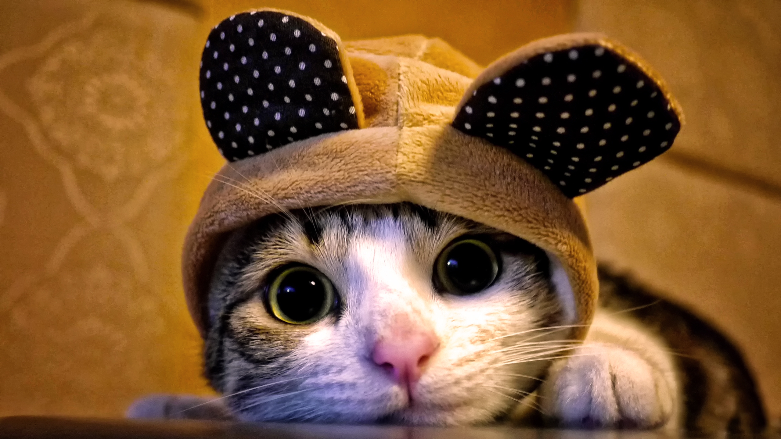 Обои кот, кошка, взгляд, уши, капюшон, cat, look, ears, hood разрешение 2560x1440 Загрузить