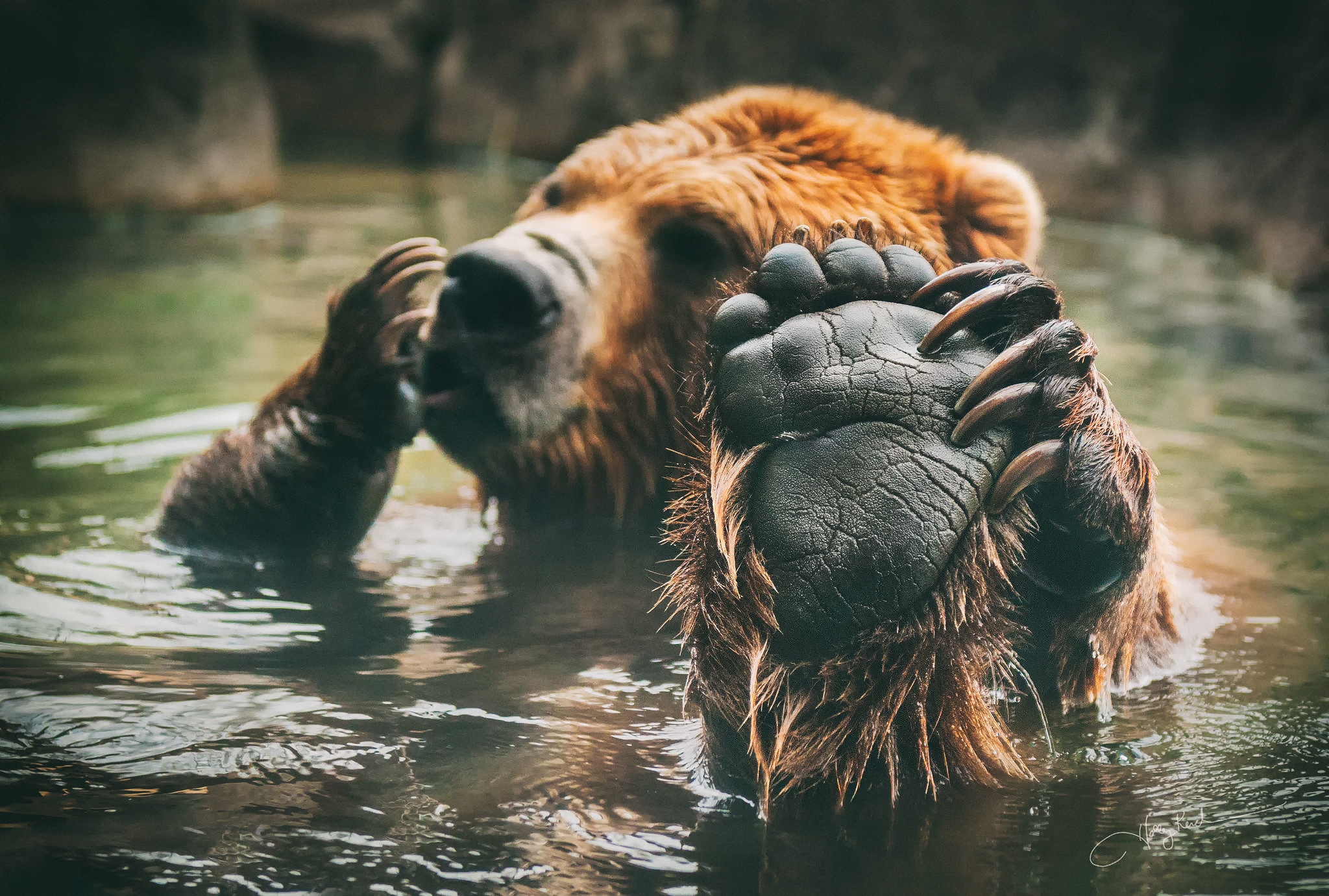 Обои медведь, купание, лапа, бурый, bear, bathing, paw, brown разрешение 2048x1381 Загрузить