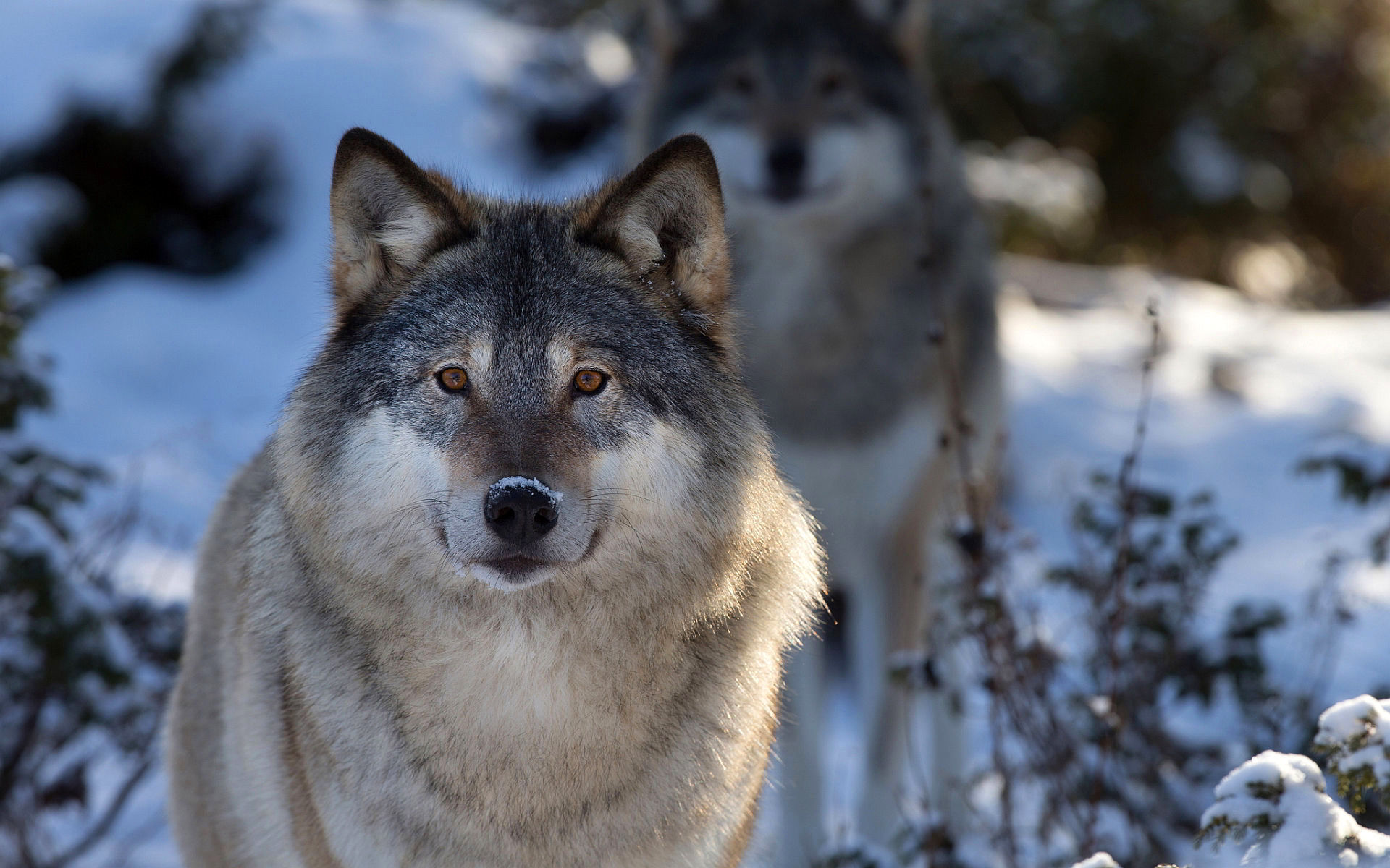 Обои лес, зима, хищник, волки, волк, forest, winter, predator, wolves, wolf разрешение 1920x1200 Загрузить