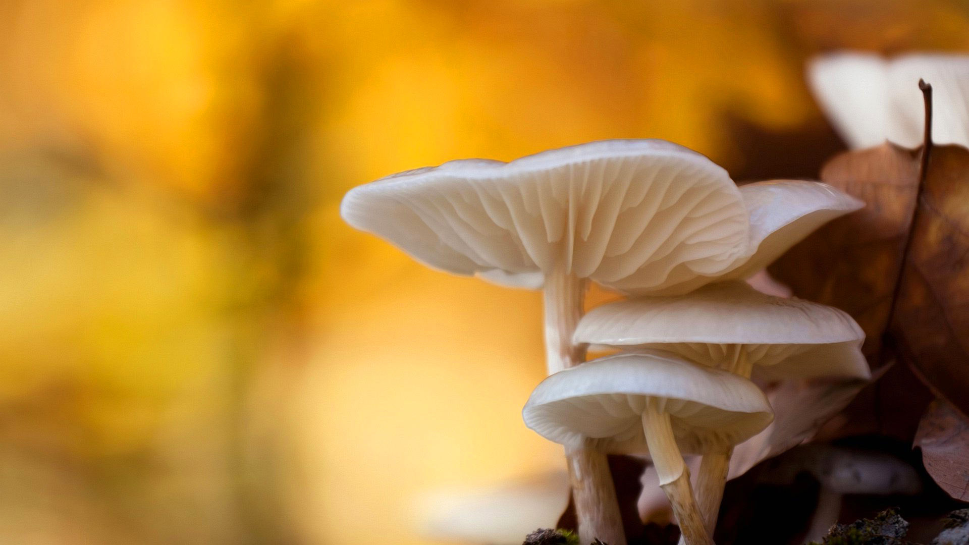 Обои природа, макро, осень, грибы, боке, nature, macro, autumn, mushrooms, bokeh разрешение 1920x1080 Загрузить