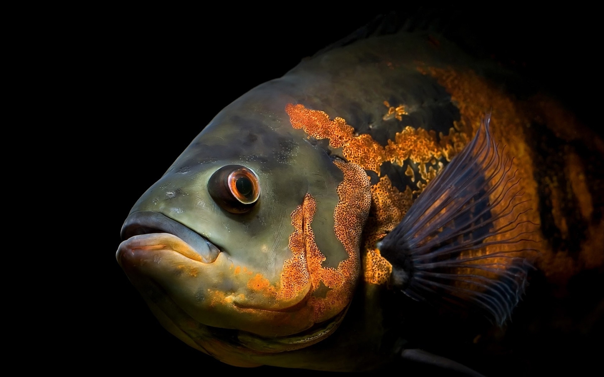 Обои черный фон, аквариум, рыбка, рыба, подводный мир, астронотус, black background, aquarium, fish, underwater world, astronotus разрешение 1920x1200 Загрузить