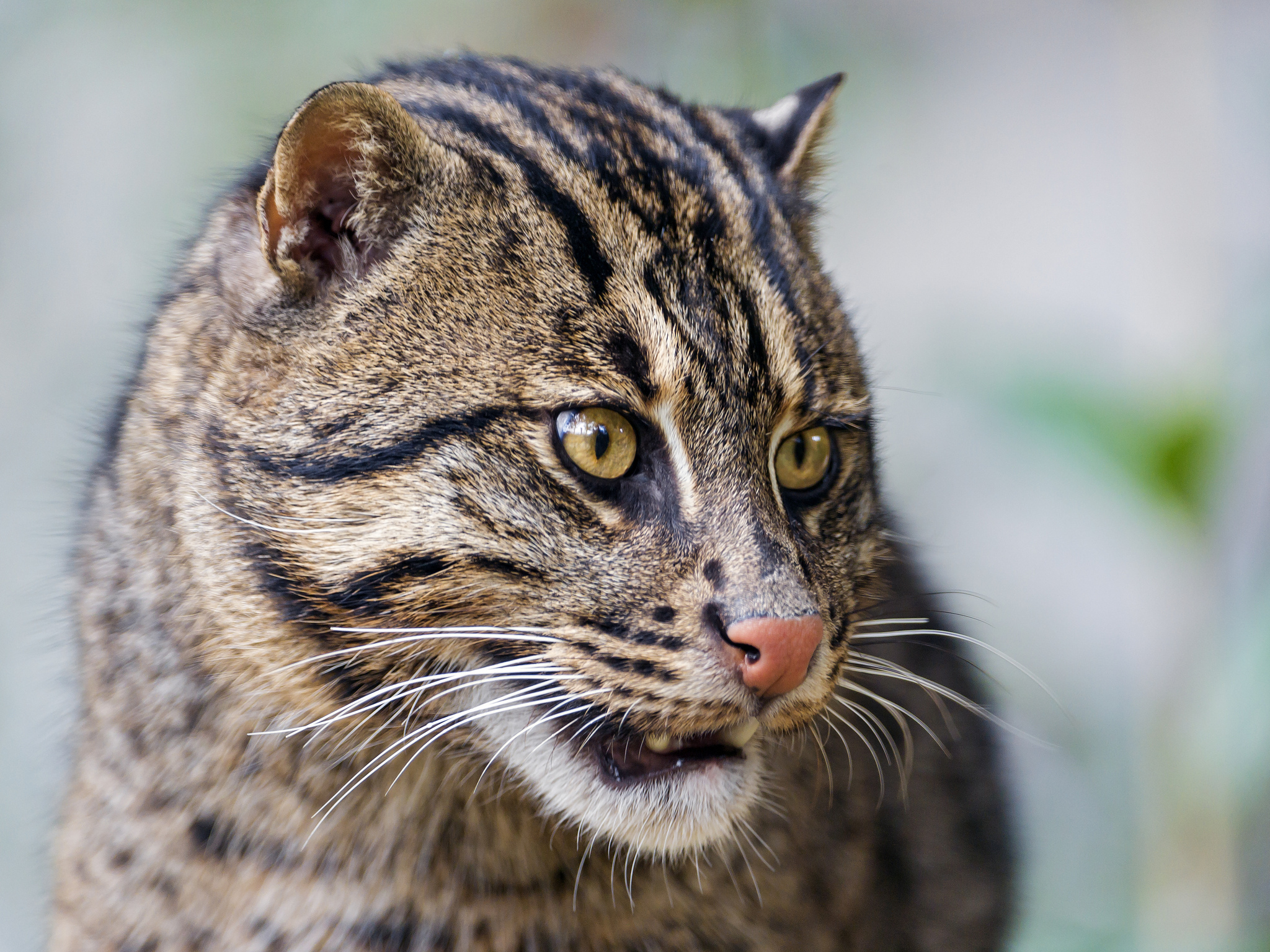 Обои морда, кот, кошка, рыболов, кот рыболов, fishing cat, face, cat, angler, kot rybolov разрешение 2048x1536 Загрузить