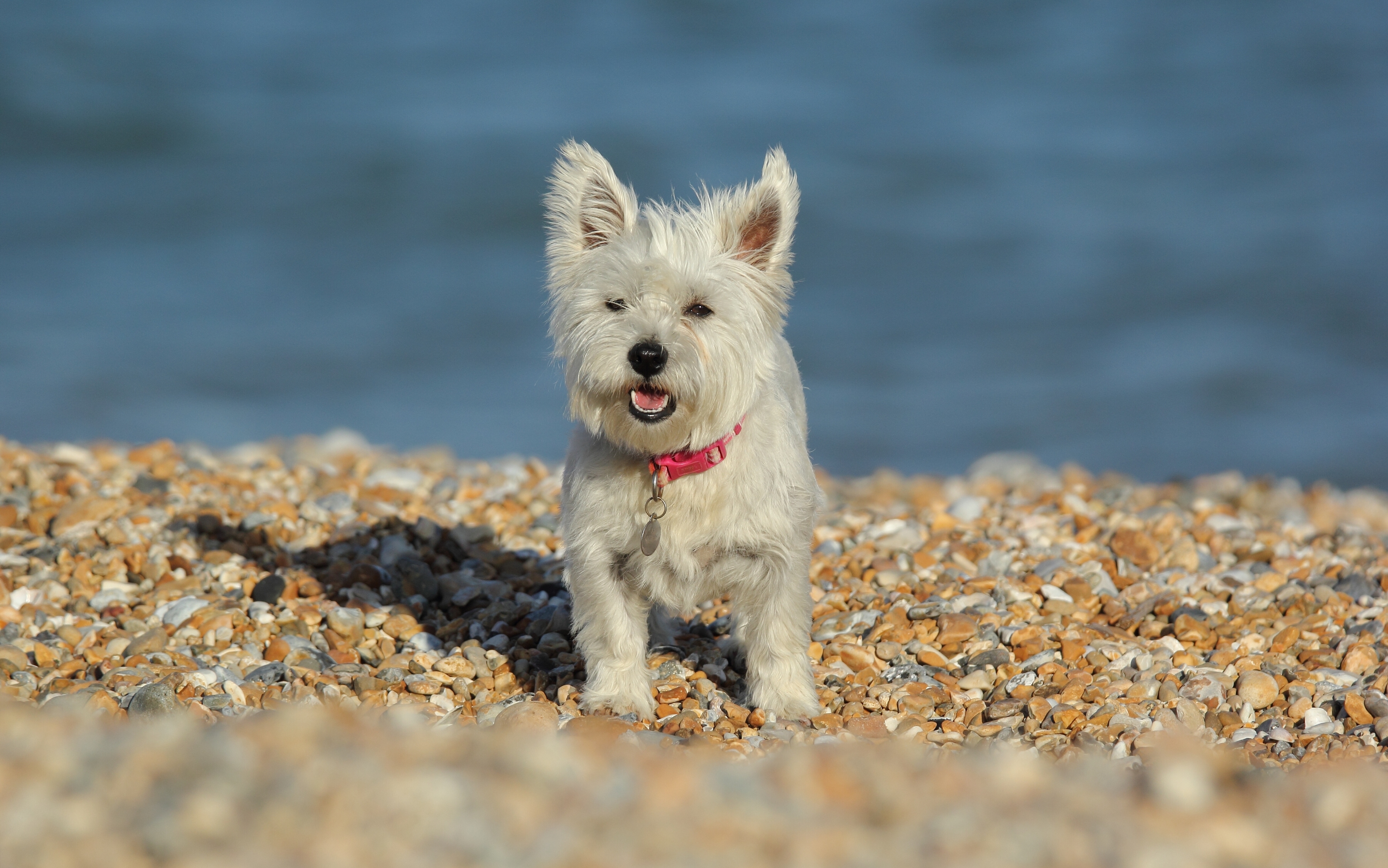 Обои камни, собака, вест-хайленд-уайт-терьер, stones, dog, the west highland white terrier разрешение 3600x2252 Загрузить