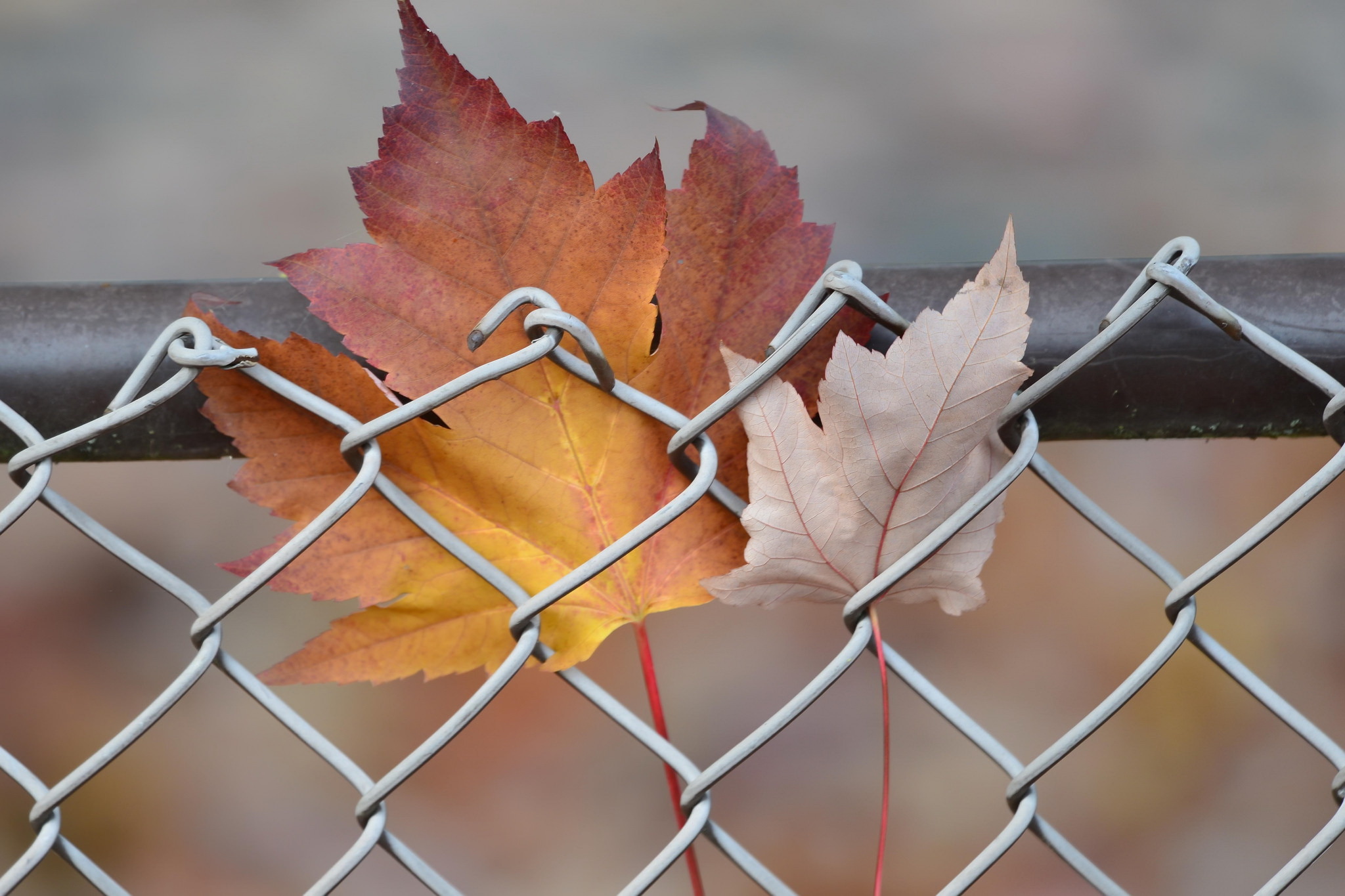 Обои природа, листья, осень, забор, сетка, кленовый лист, nature, leaves, autumn, the fence, mesh, maple leaf разрешение 2048x1365 Загрузить