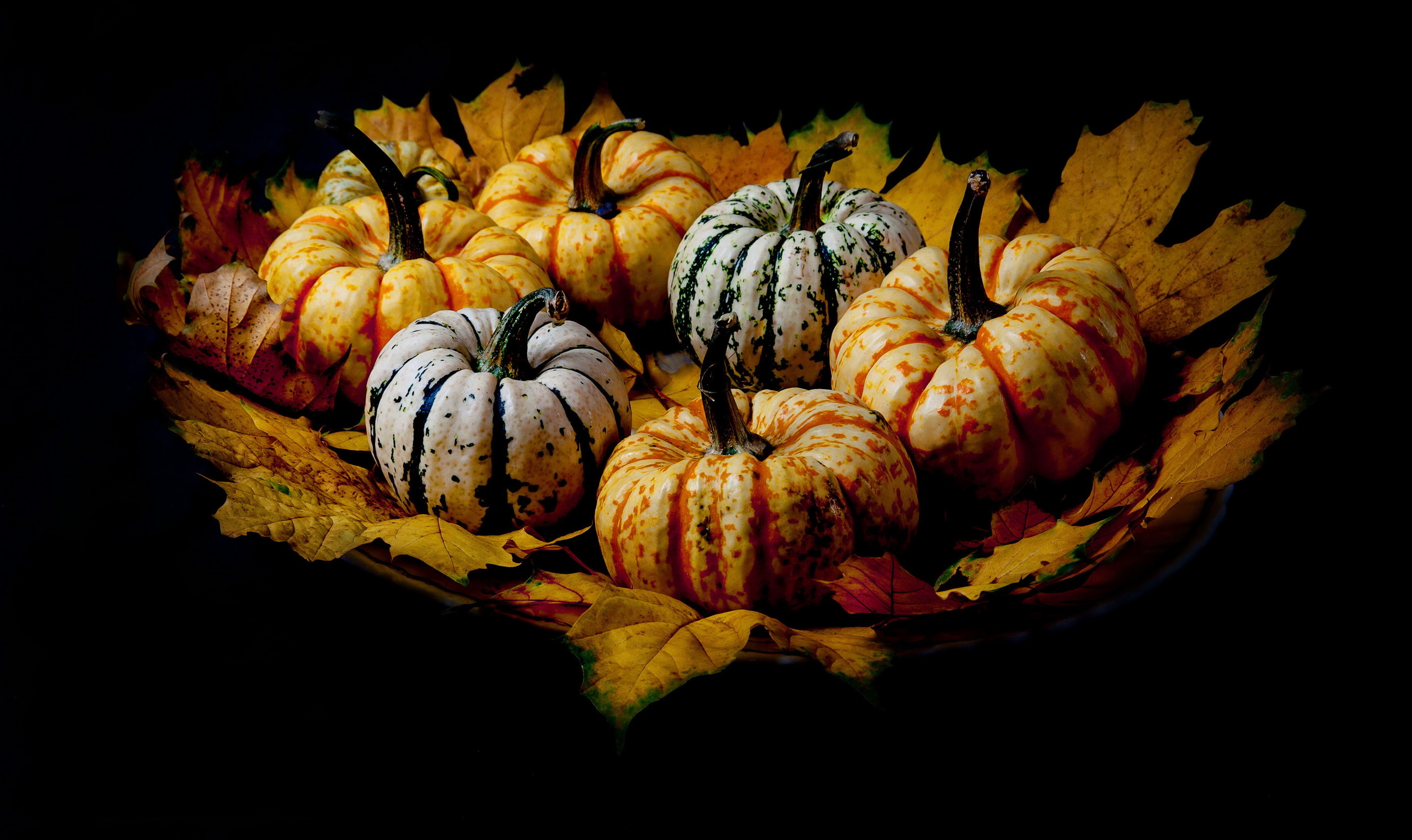 Обои листья, фон, тыквы, leaves, background, pumpkin разрешение 2560x1524 Загрузить