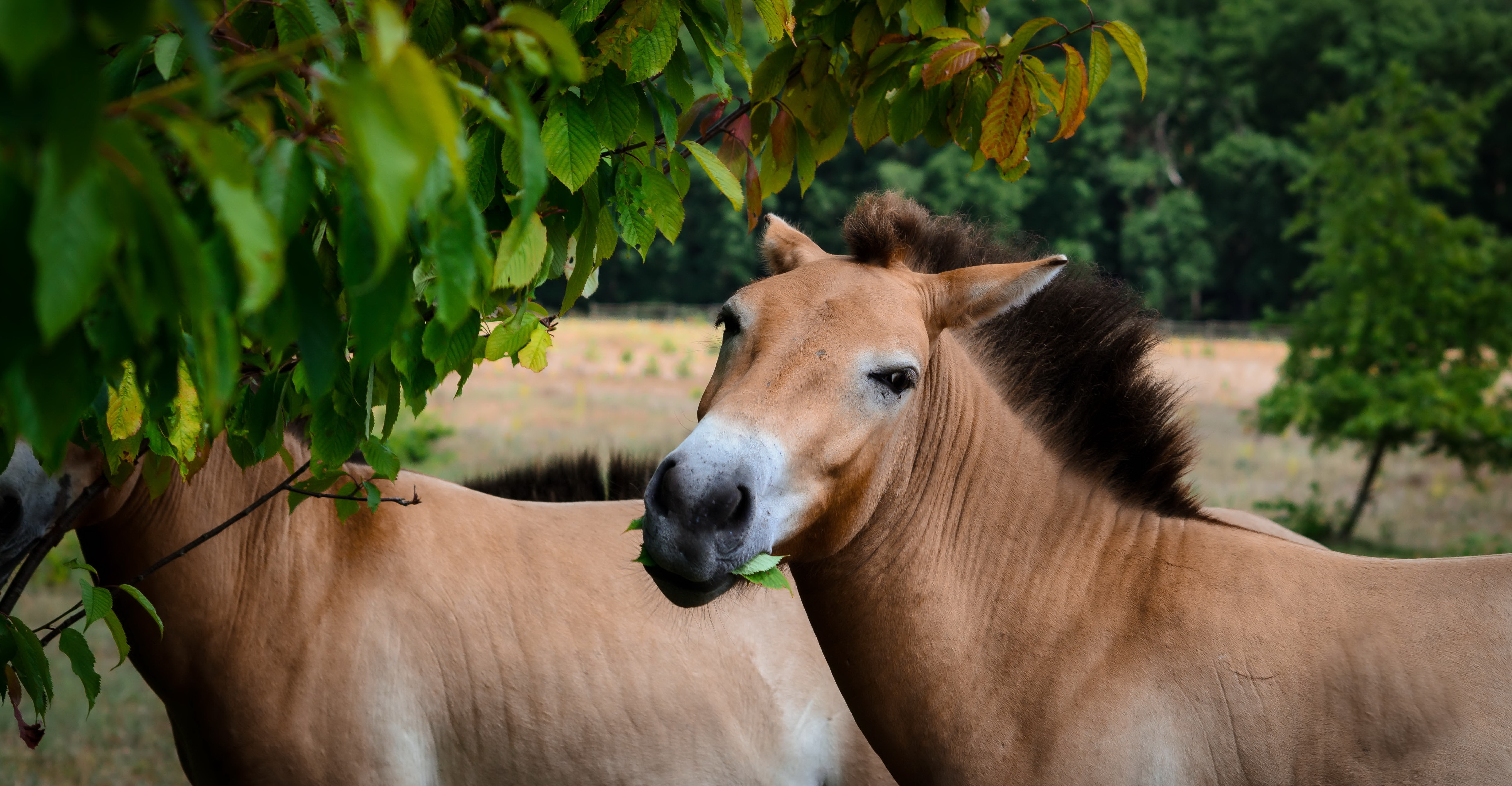 Обои природа, кони, przewalski-pferd, nature, horses разрешение 4925x2562 Загрузить