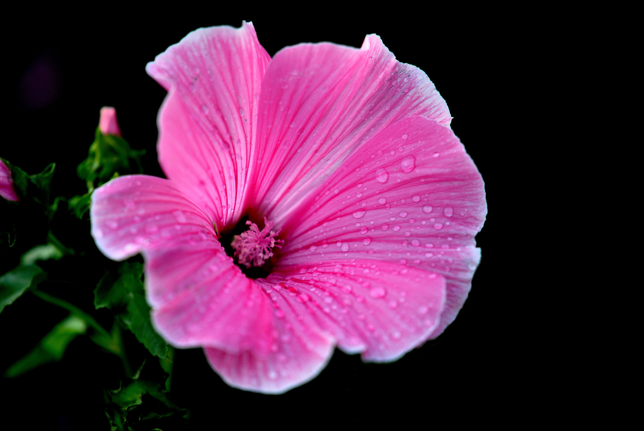 Обои цветок, роса, капли, лепестки, розовый, растение, лаватера, flower, rosa, drops, petals, pink, plant, lavatera разрешение 2048x1369 Загрузить