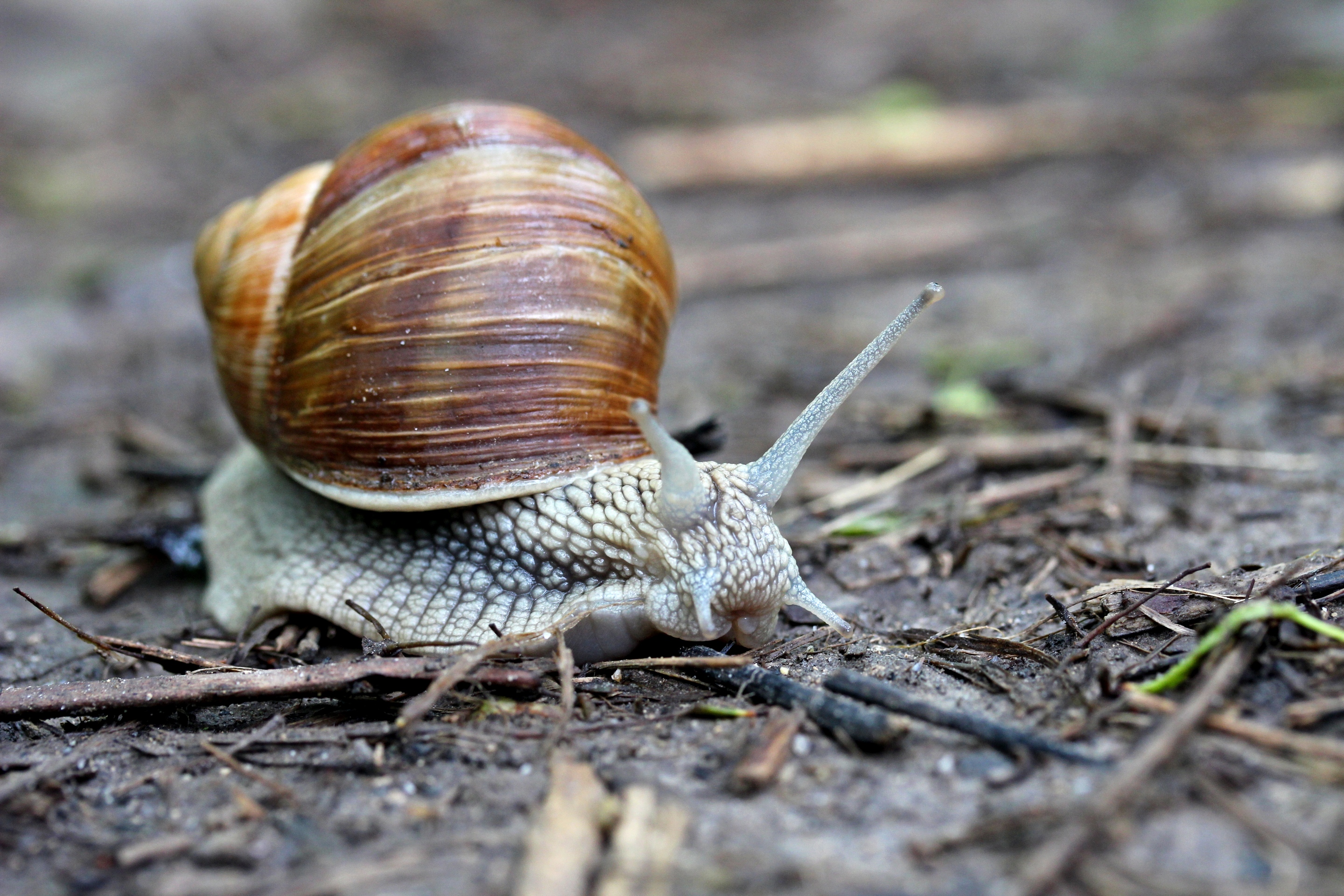 Обои макро, улитка, рожки, раковина, брюхоногие моллюски, macro, snail, horns, sink, gastropods разрешение 2880x1920 Загрузить