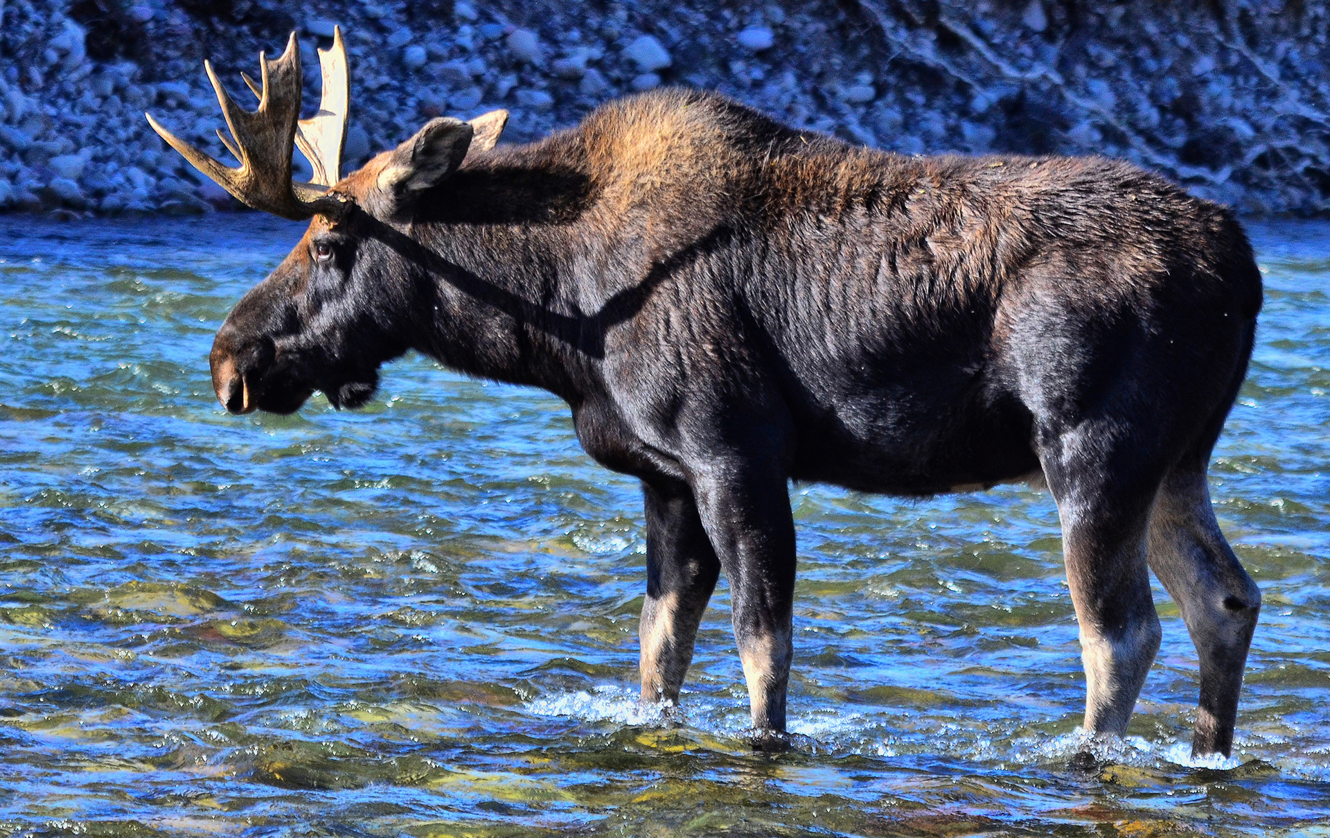 Обои вода, река, природа, животное, лось, water, river, nature, animal, moose разрешение 1920x1209 Загрузить