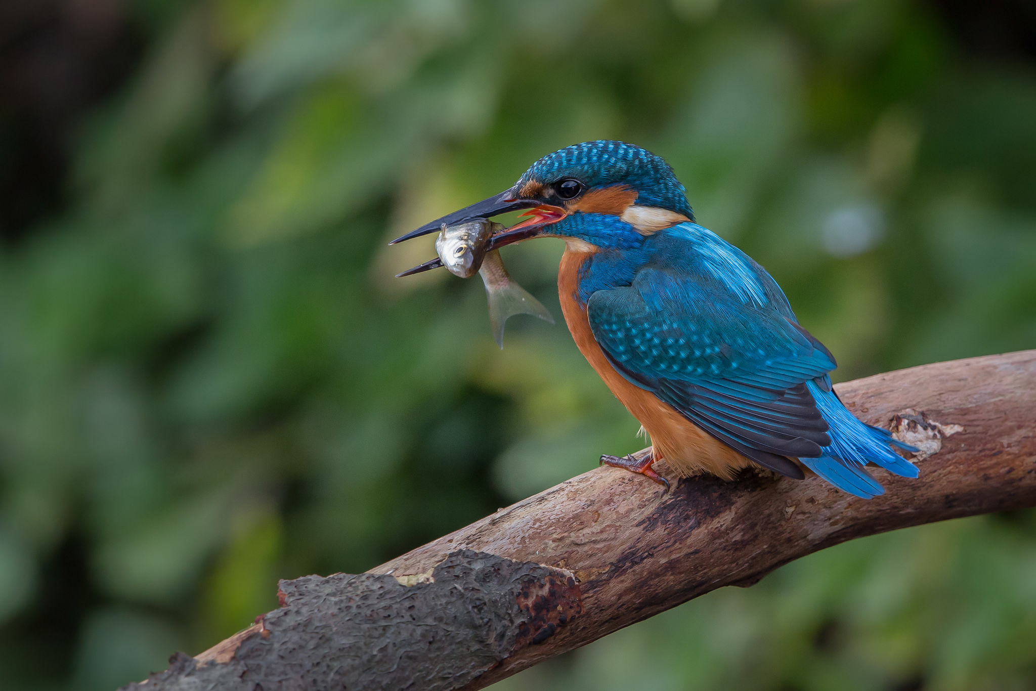 Обои природа, птица, клюв, рыбка, зимородок, nature, bird, beak, fish, kingfisher разрешение 2048x1366 Загрузить