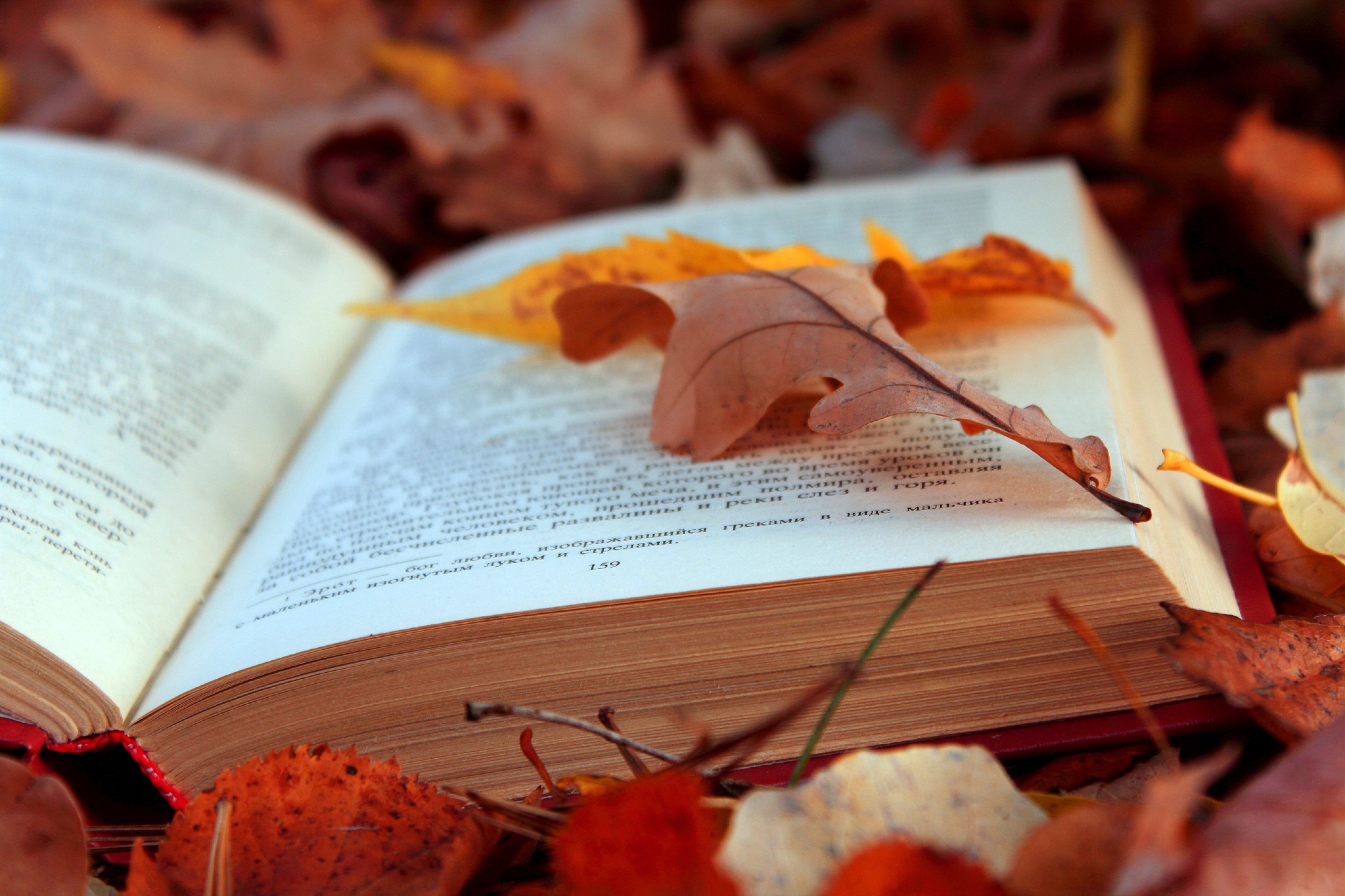 Обои листья, осень, текст, книга, страницы, leaves, autumn, text, book, page разрешение 4608x3072 Загрузить