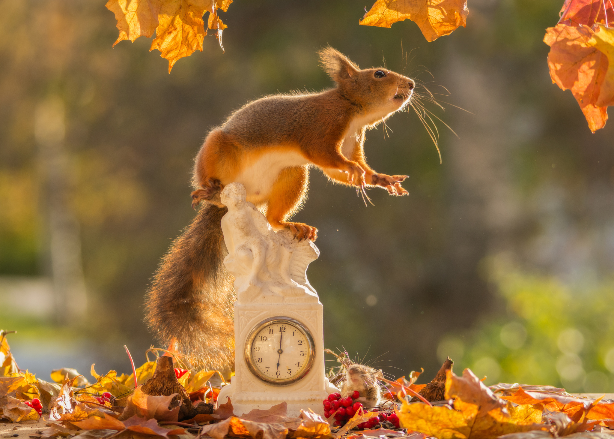 Поздравление С Добрым Утром Фото Животных Осеннее